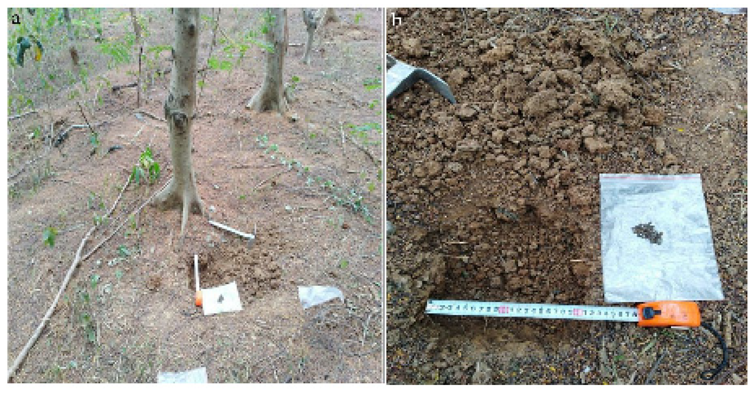 Forests 14 01096 g002 Forests 14 01096 g002