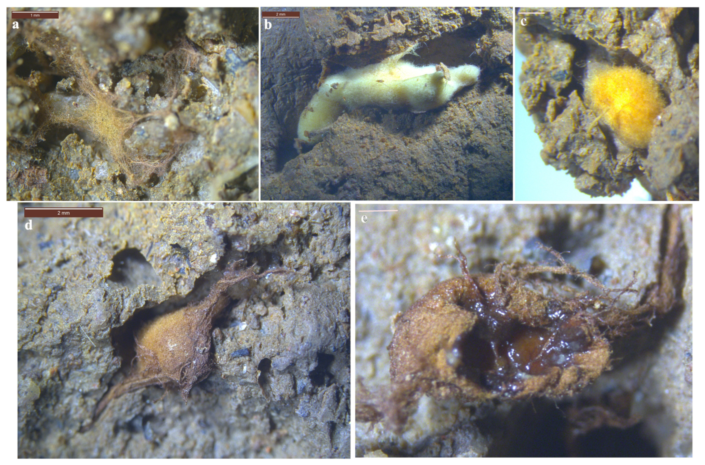 Forests 14 01096 g003 Forests 14 01096 g003