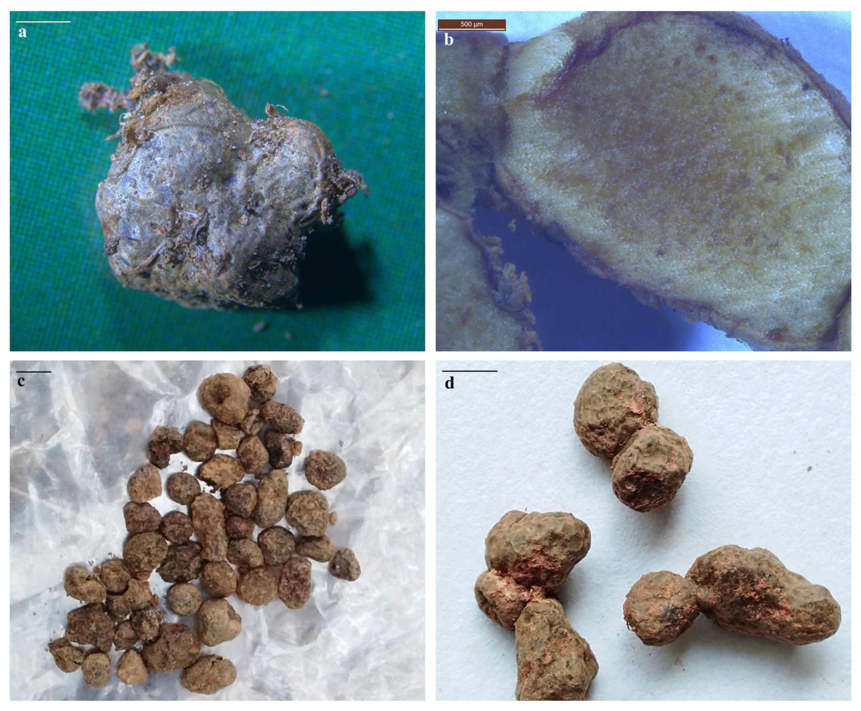 Forests 14 01096 g004 Forests 14 01096 g004