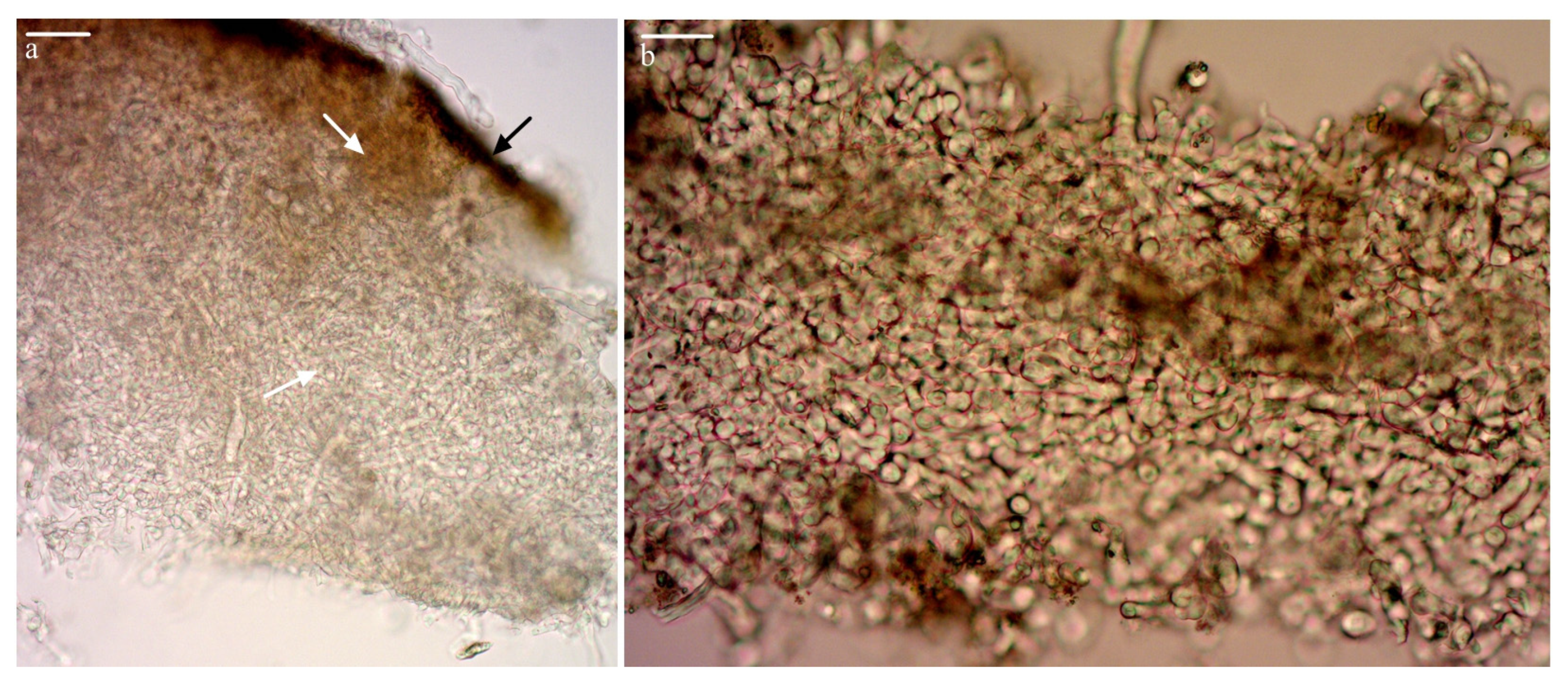 Forests 14 01096 g005 Forests 14 01096 g005