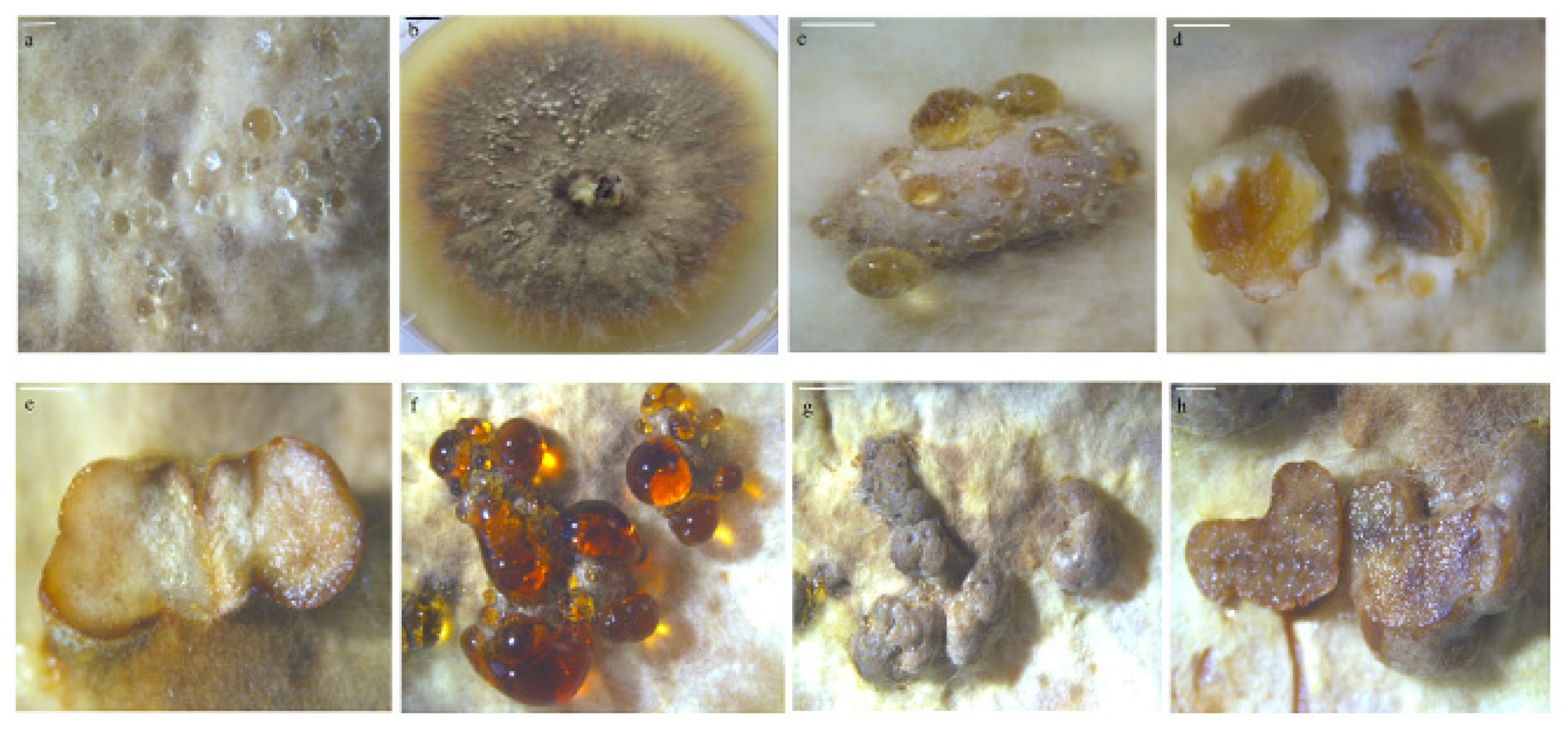 Forests 14 01096 g009 Forests 14 01096 g009