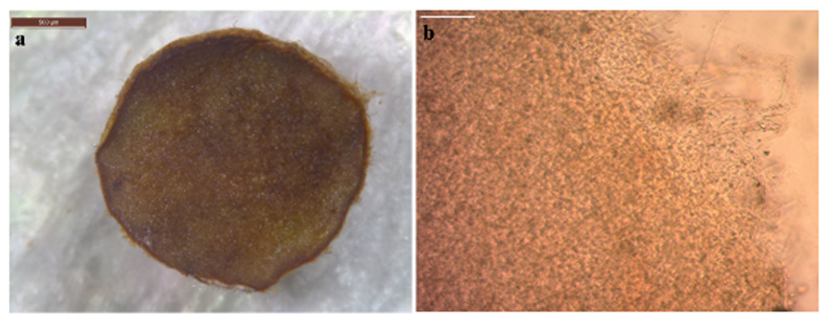 Forests 14 01096 g010 Forests 14 01096 g010