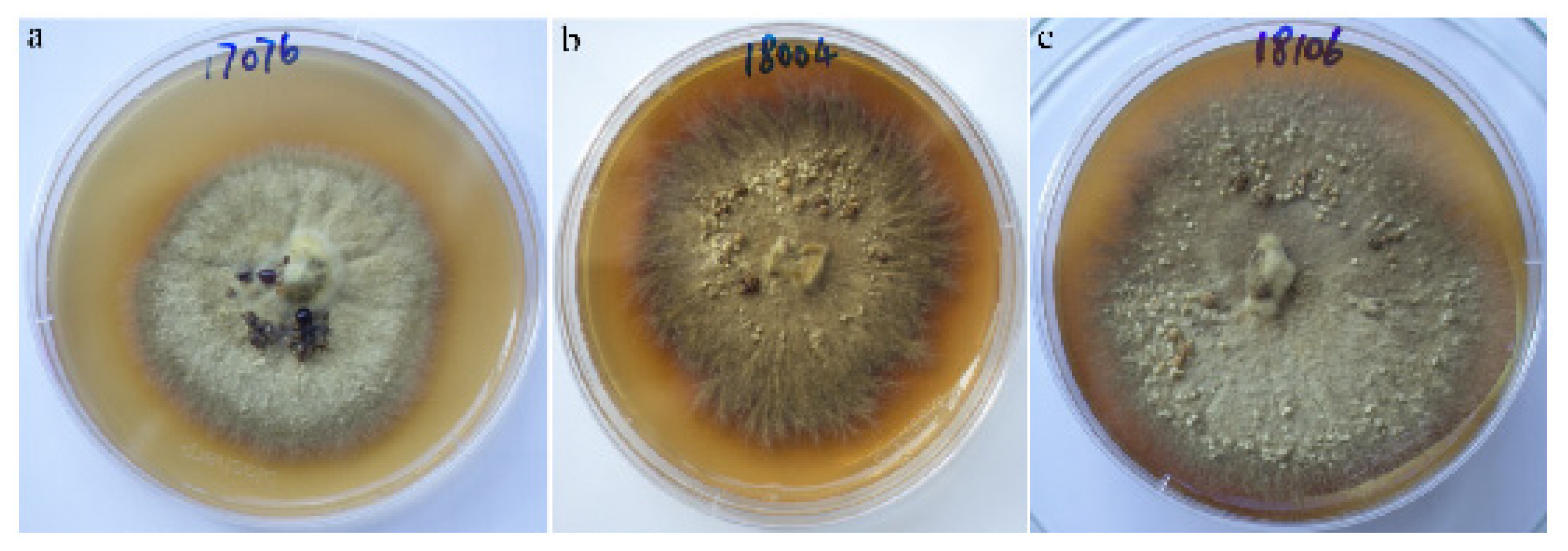 Forests 14 01096 g011 Forests 14 01096 g011