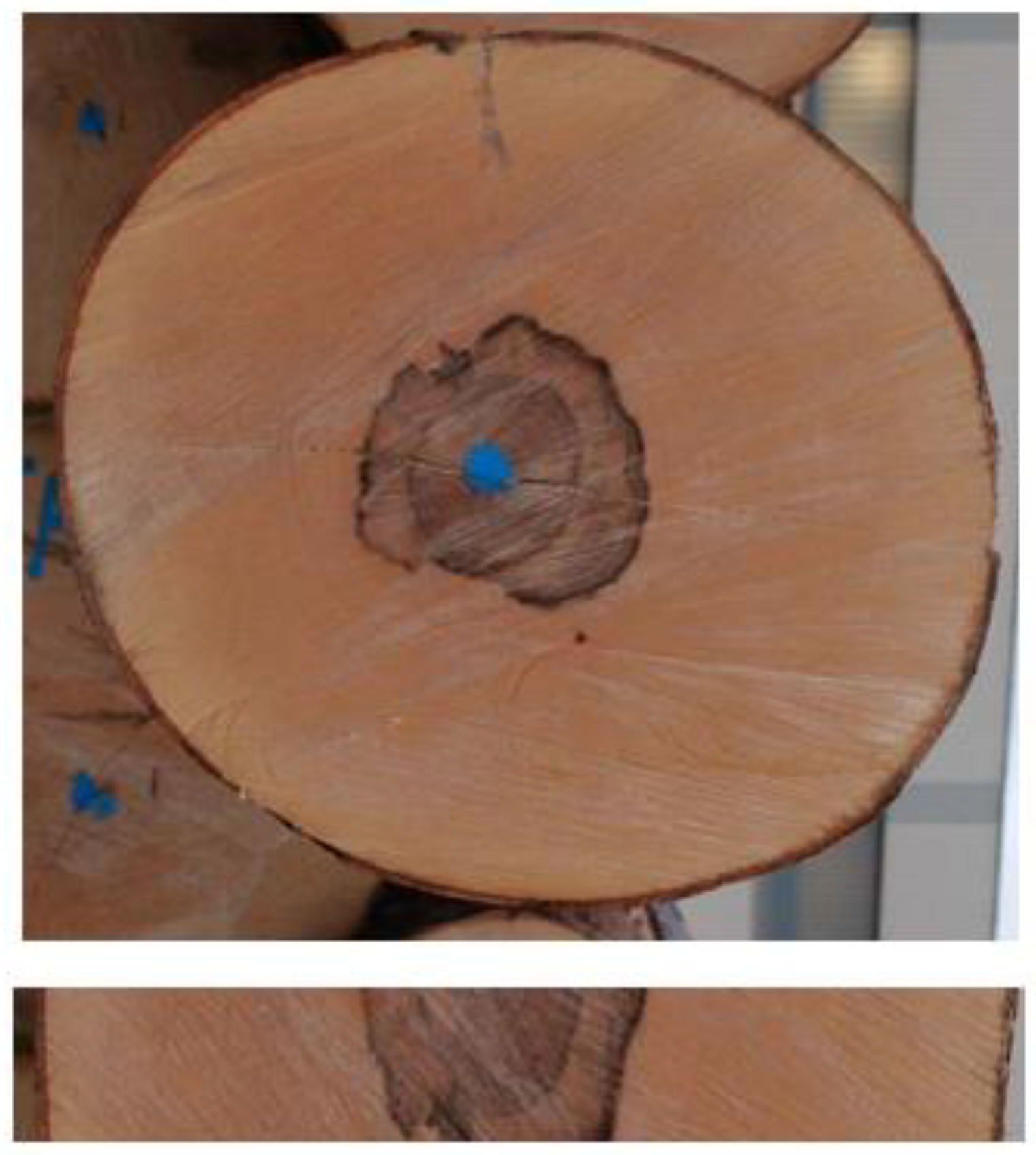 Forests Free FullText Natural Variability of the Color of Beech