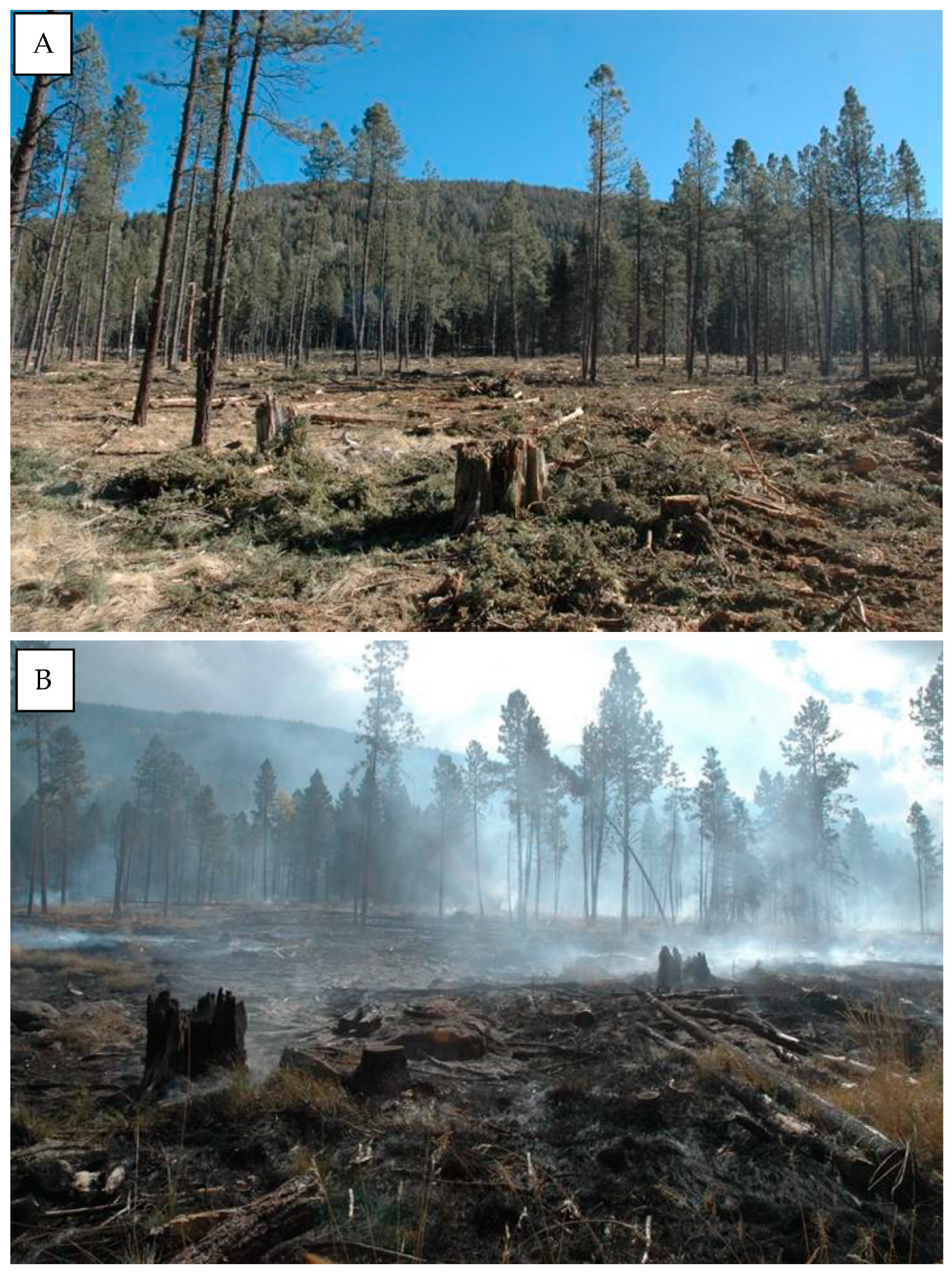 Forests 14 01117 g003 Forests 14 01117 g003