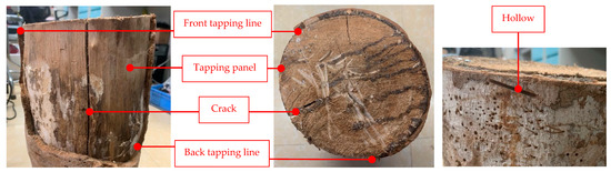 Forests | Free Full-Text | Automatically Extracting Rubber Tree Stem ...
