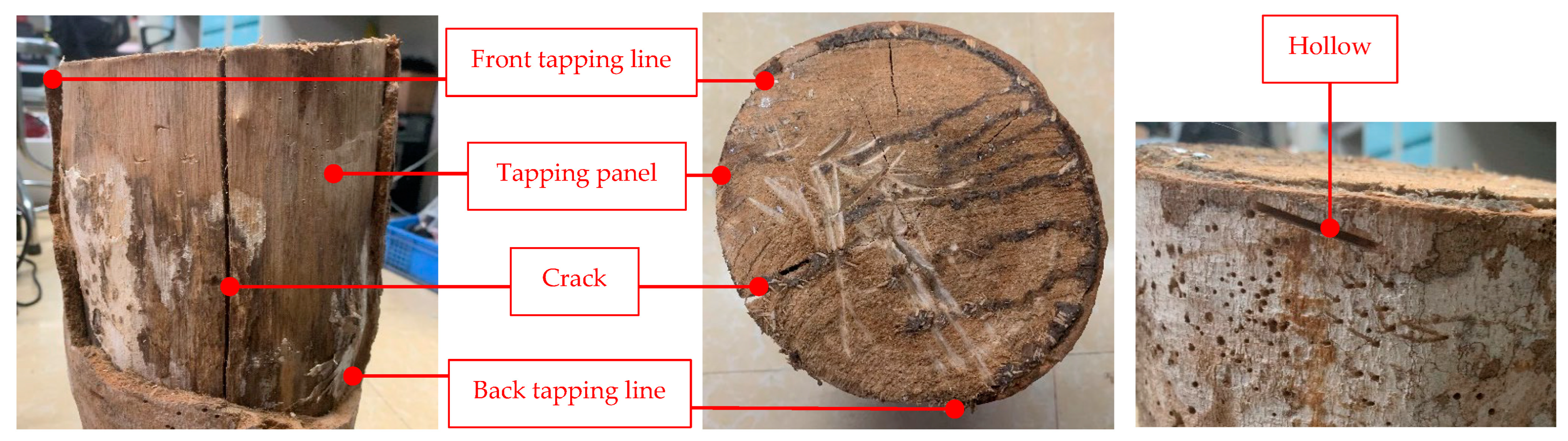 Forests 14 01122 g001 Forests 14 01122 g001