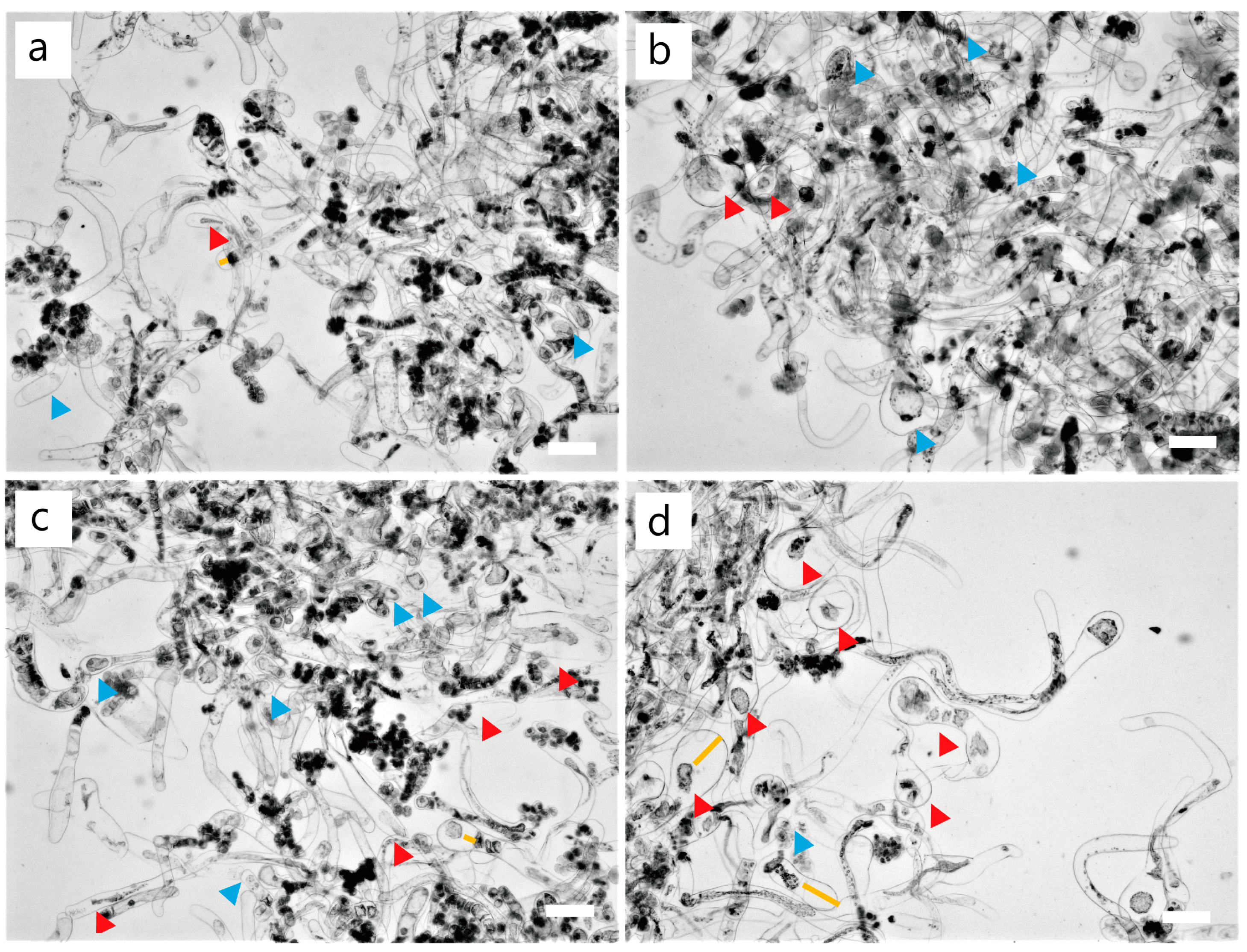 Forests 14 01168 g004 Forests 14 01168 g004
