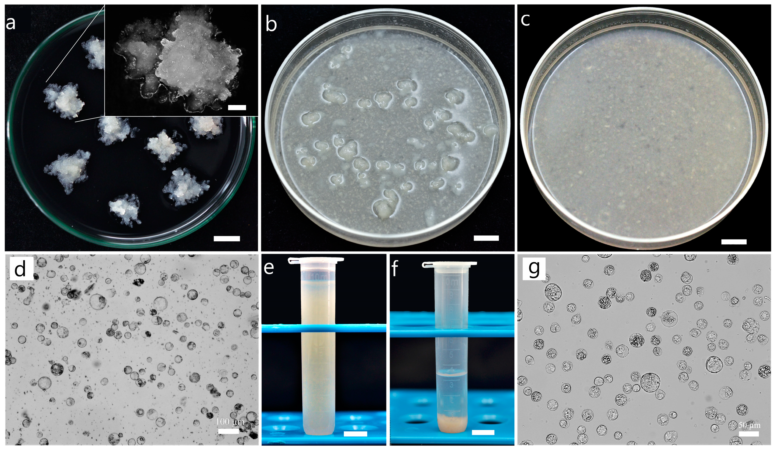 Forests 14 01168 g005 Forests 14 01168 g005
