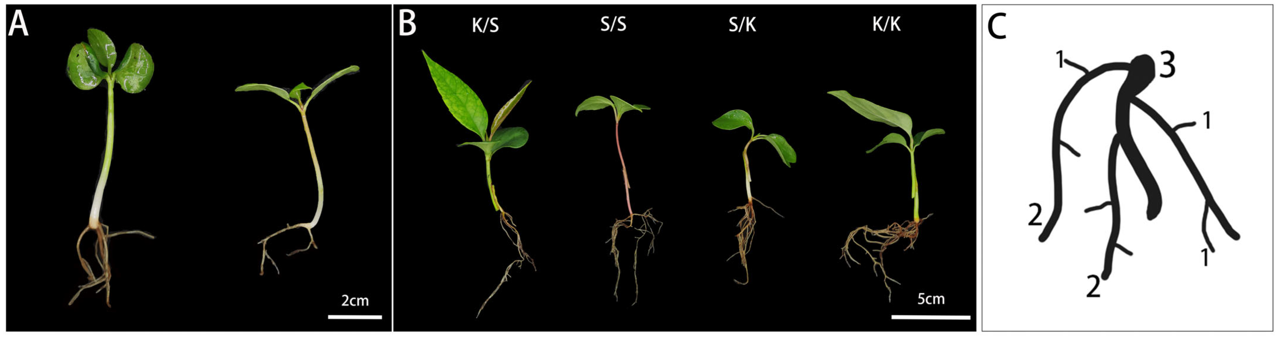 Forests 14 01183 g001 Forests 14 01183 g001