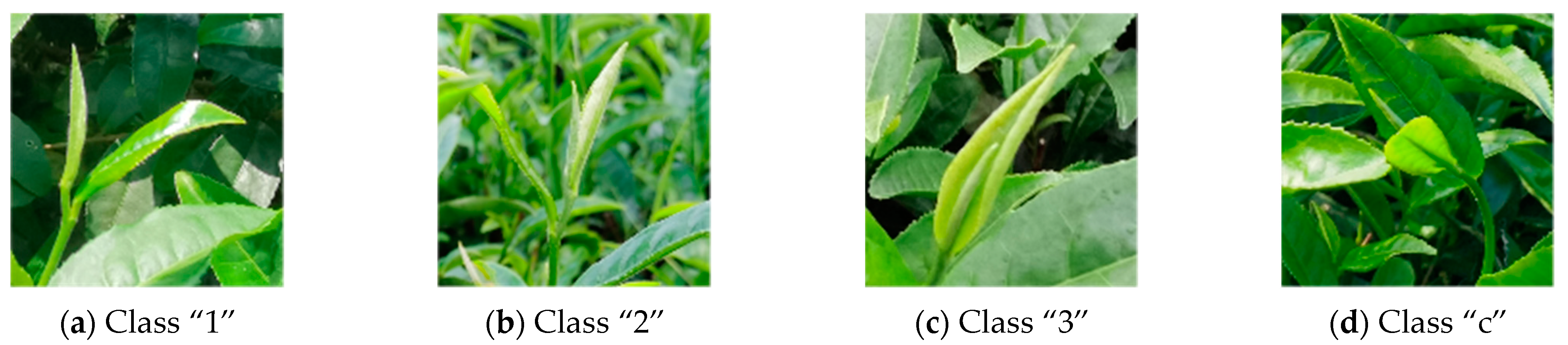 Forests 14 01188 g001 550