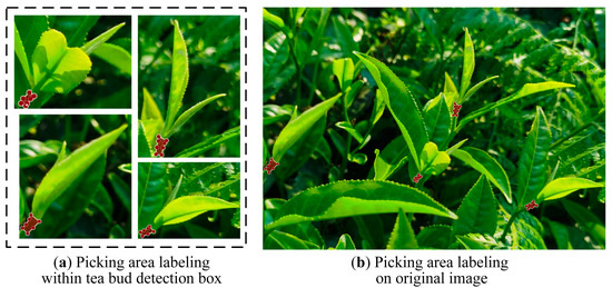 Tea Bud and Picking Point Detection Based on Deep Learning