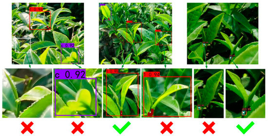 Tea Bud and Picking Point Detection Based on Deep Learning