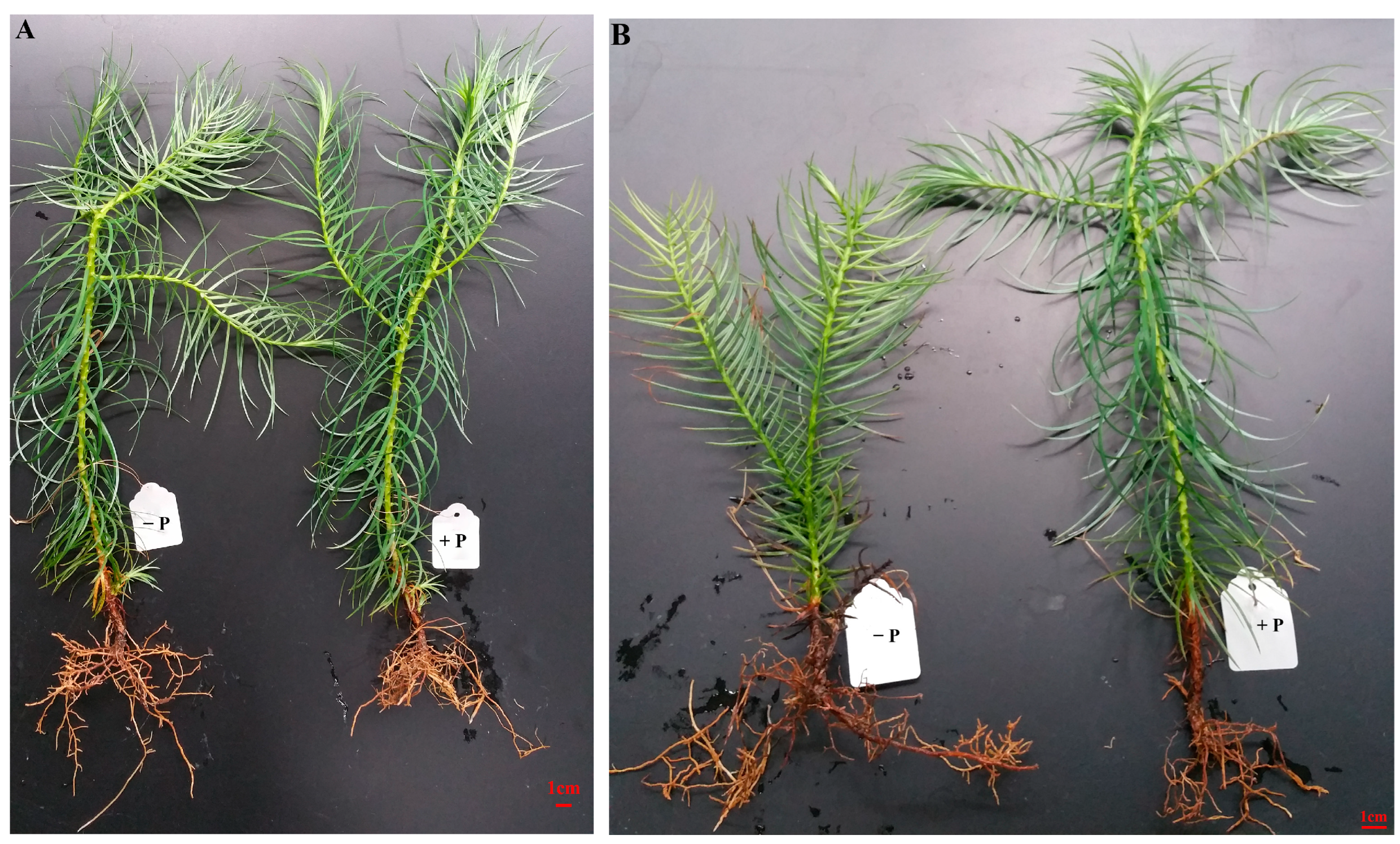 Forests 14 01203 g001