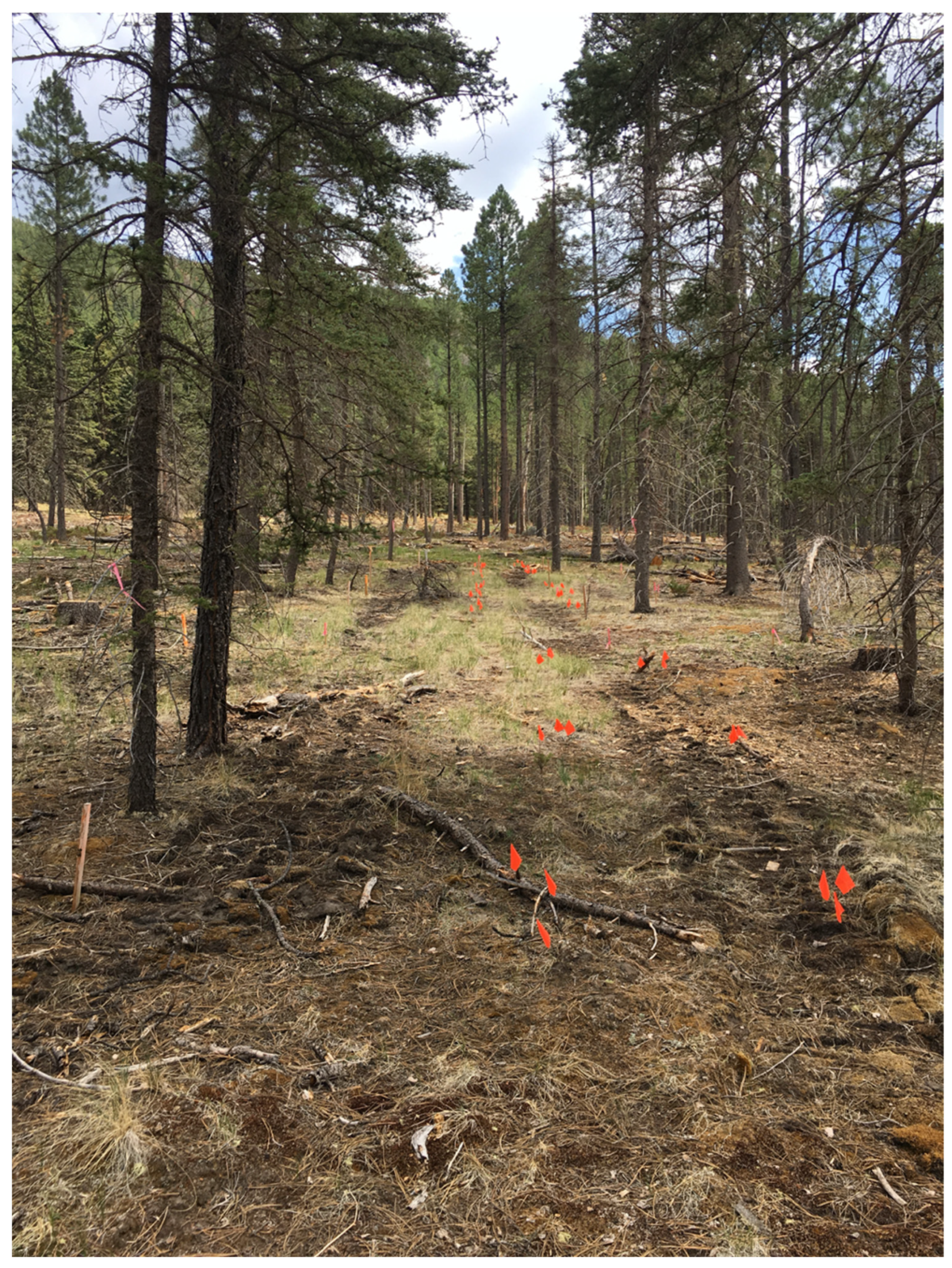 Forests 14 01205 g002