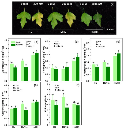ショウ image_08185461-8b0b-428f-876b-