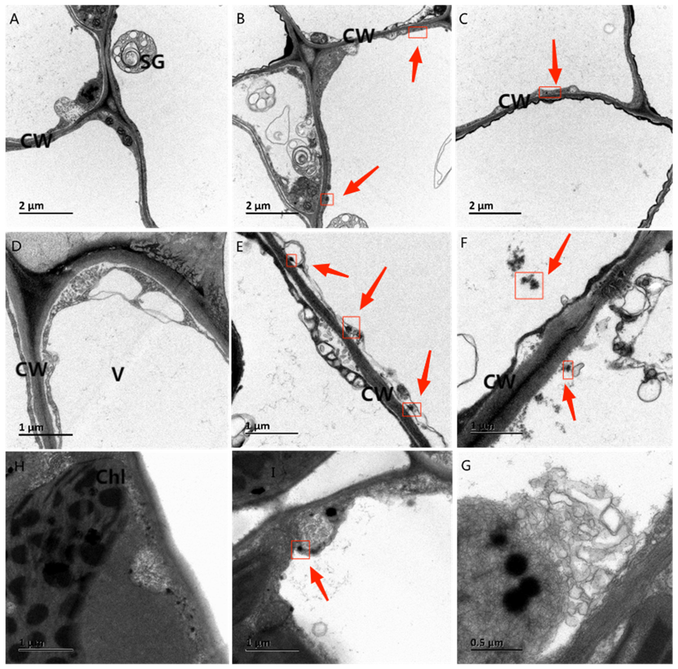 Forests 14 01245 g003 Forests 14 01245 g003