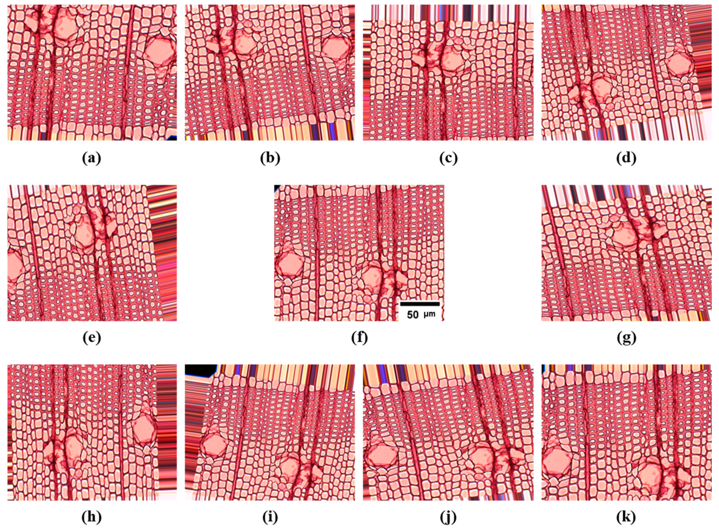 Forests 14 01249 g001