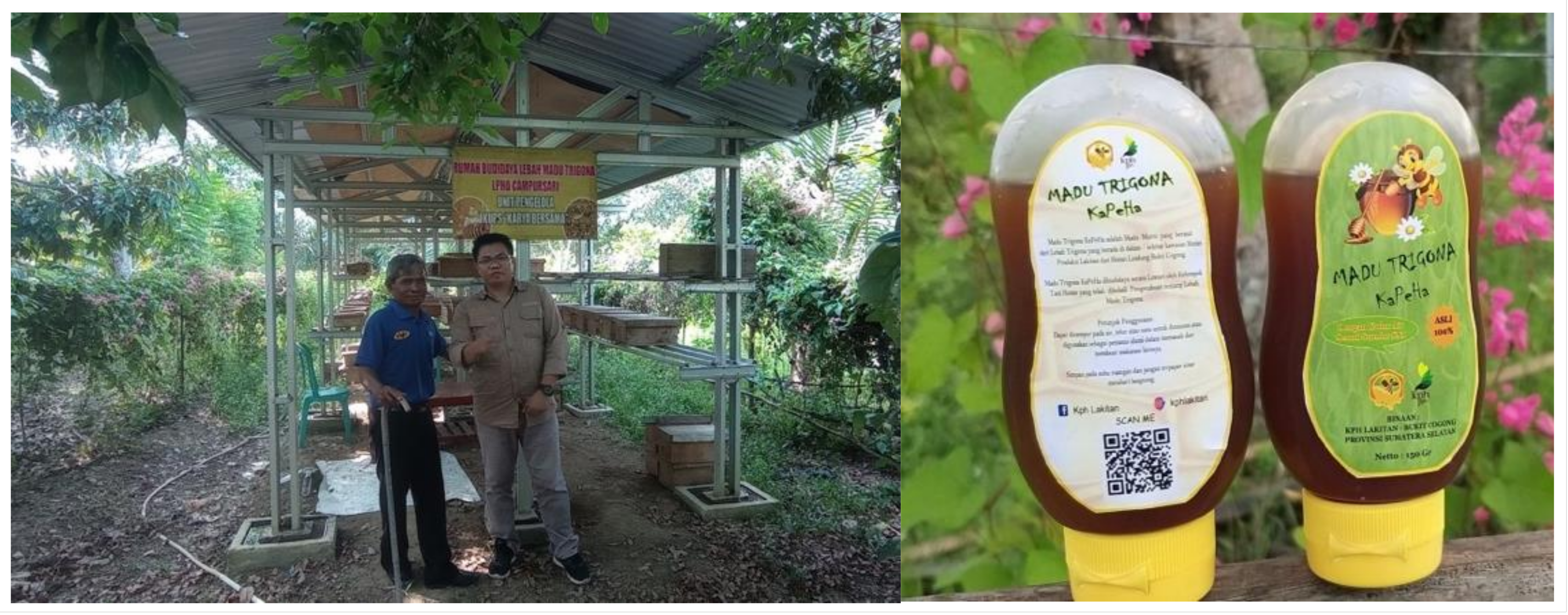 Forests 14 01251 g004 Forests 14 01251 g004