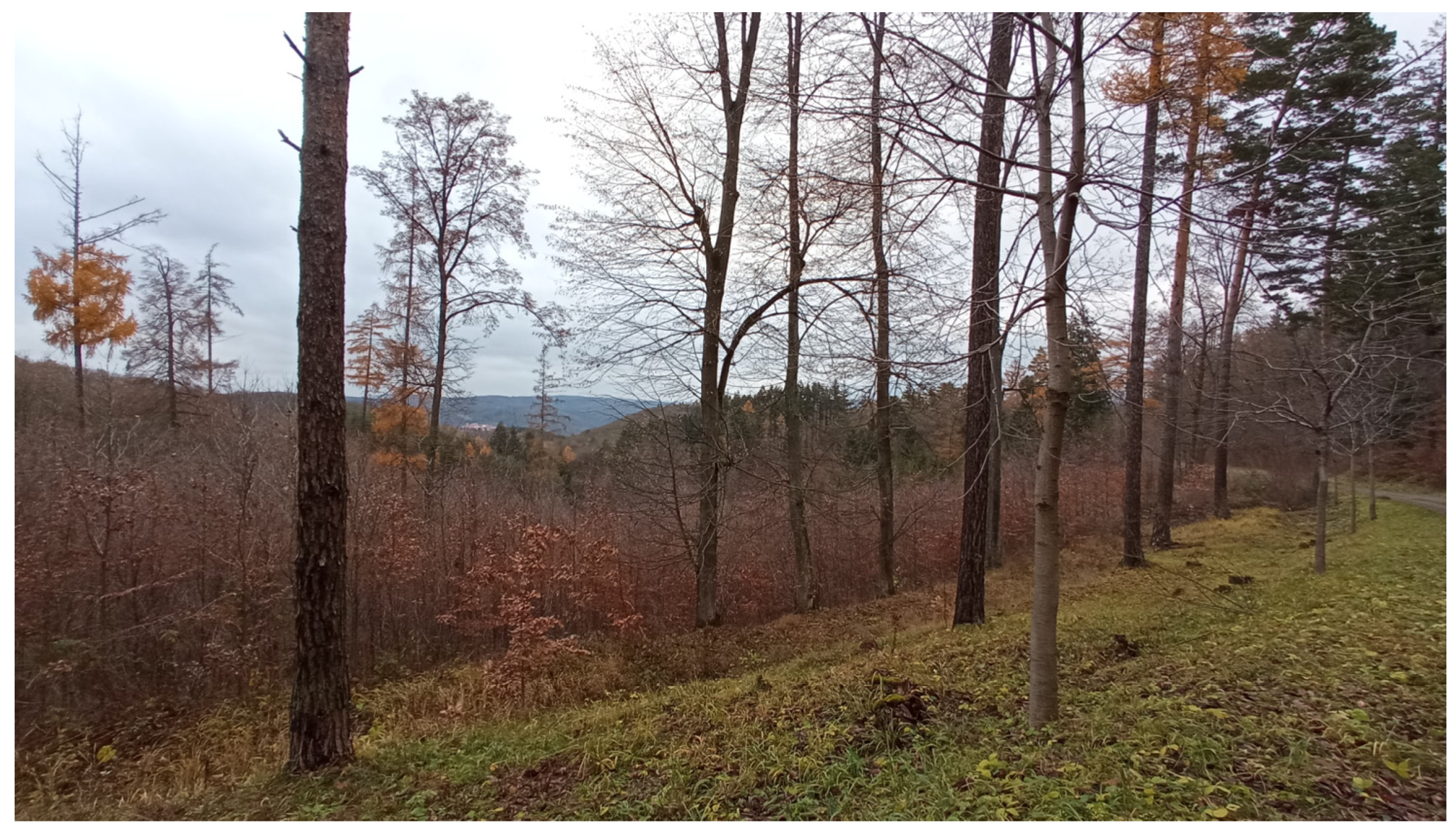 Forests 14 01254 g004