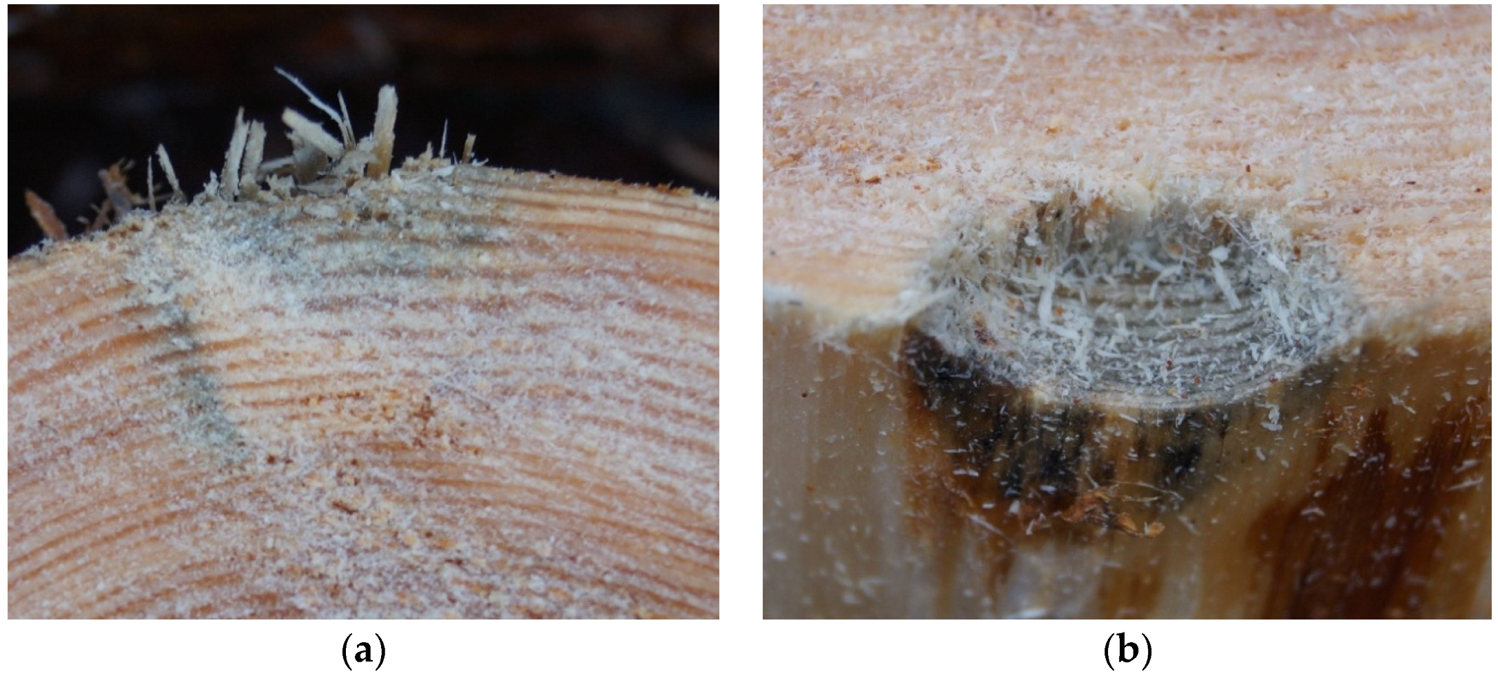 Forests 14 01276 g003