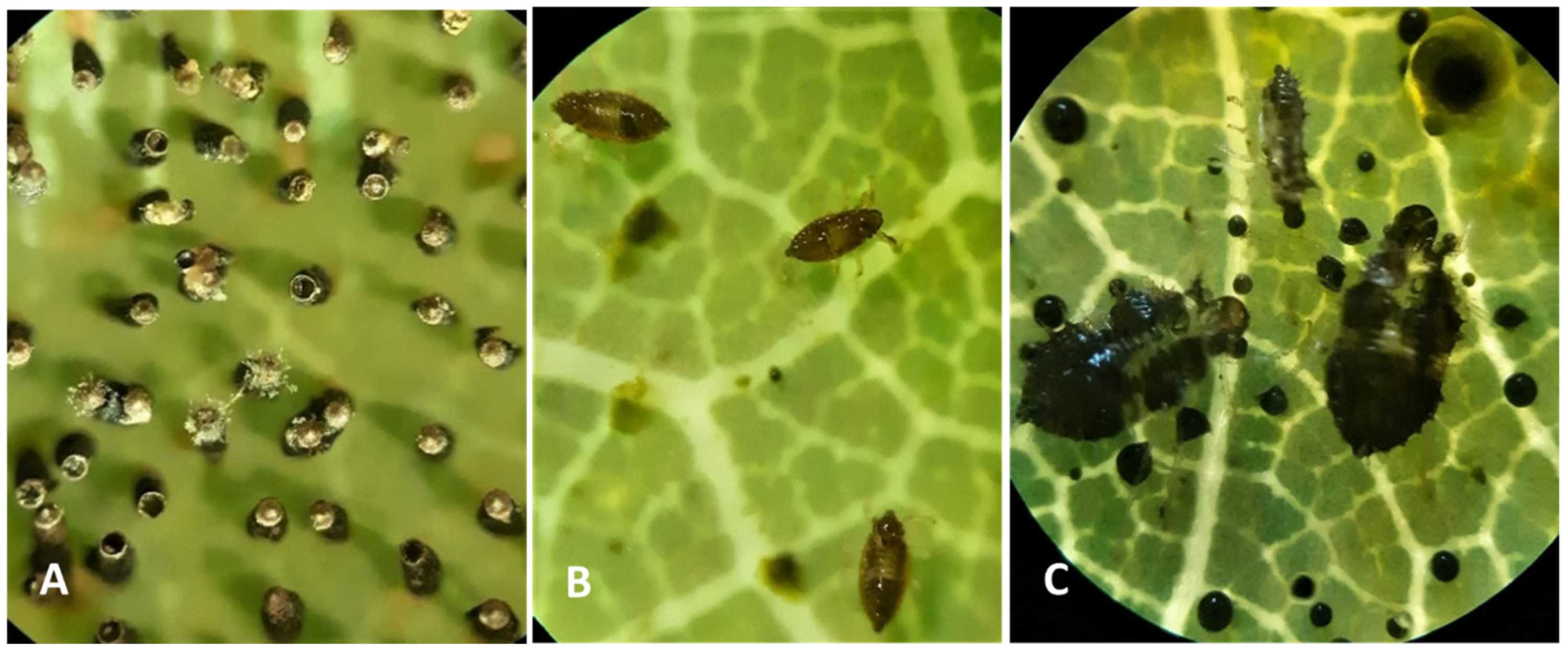 Forests 14 01278 g004