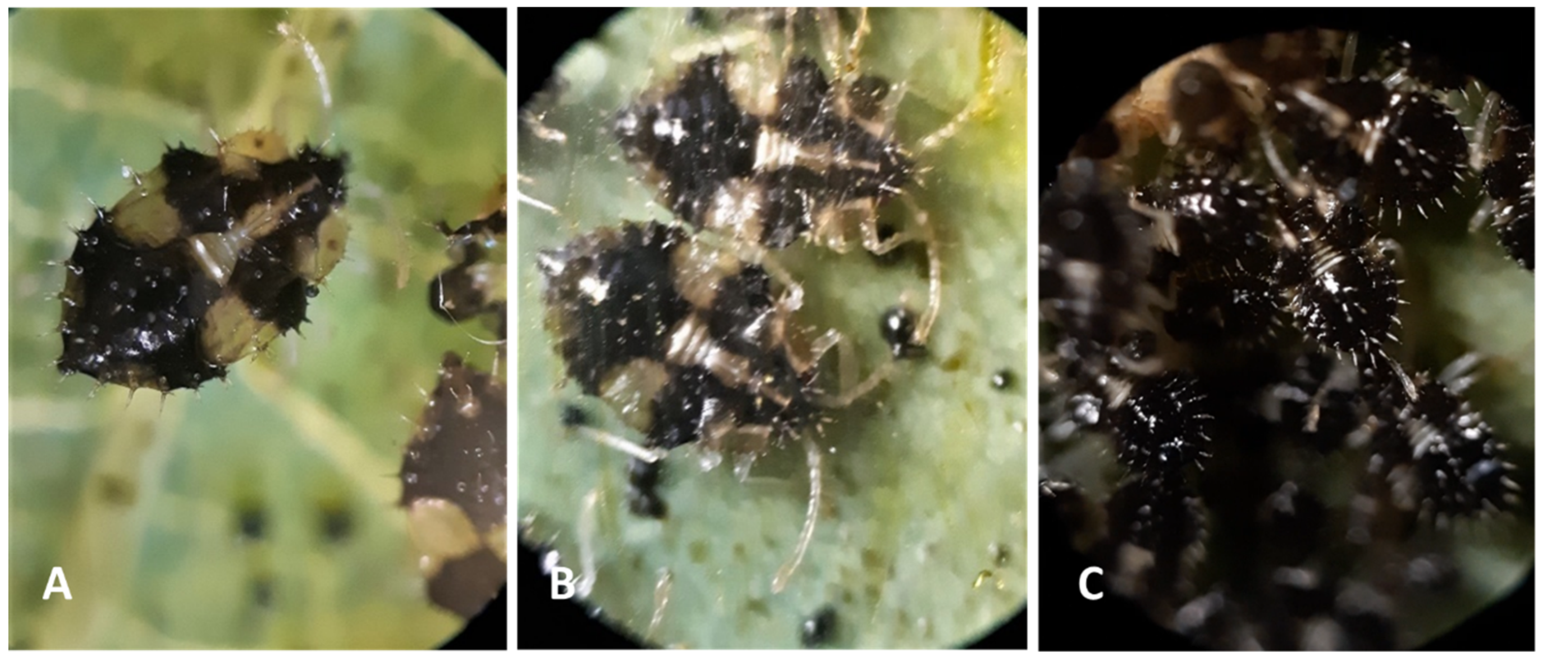 Forests 14 01278 g005