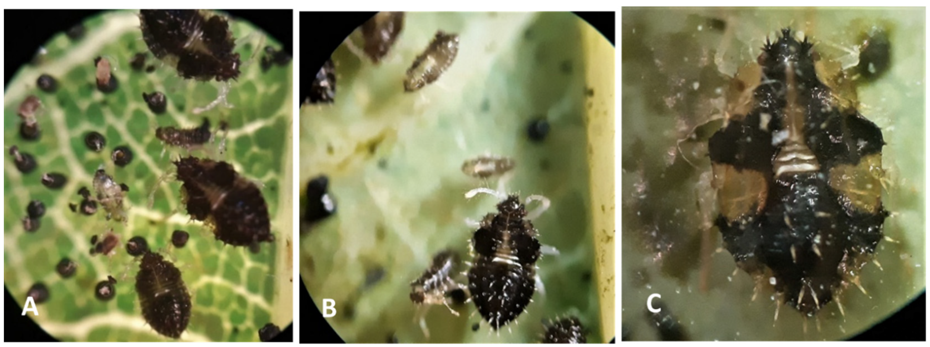 Forests 14 01278 g006