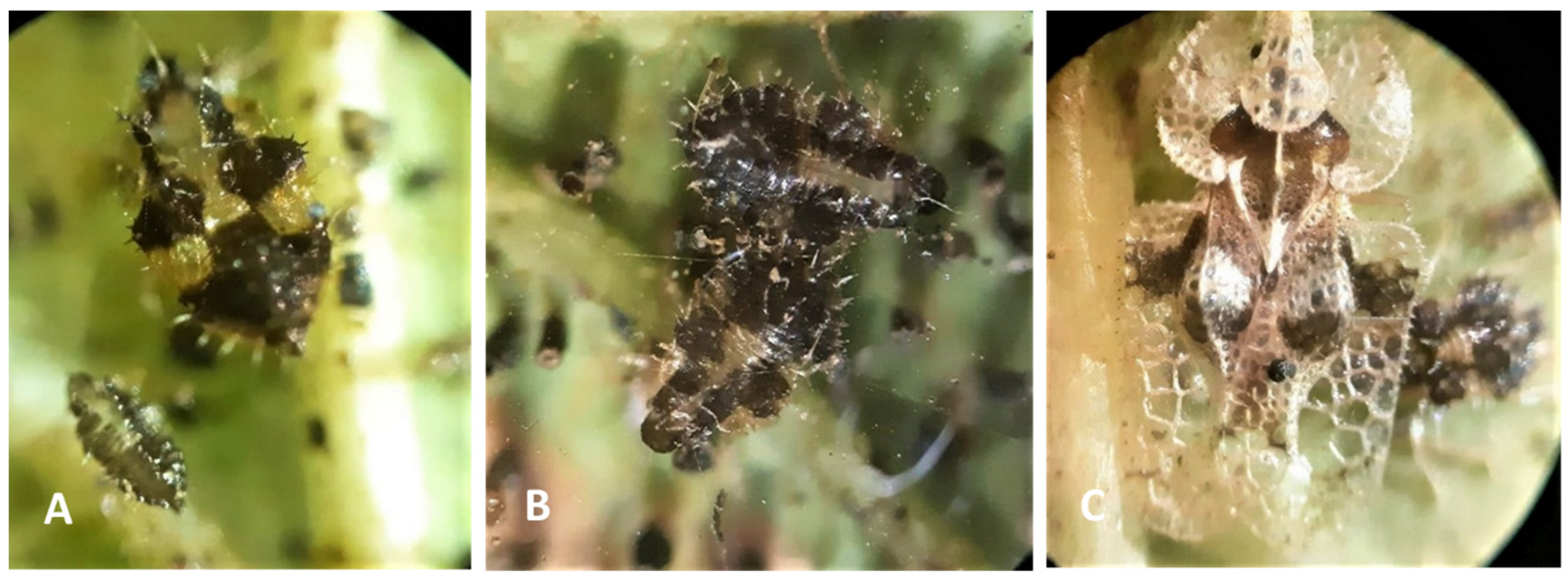 Forests 14 01278 g007