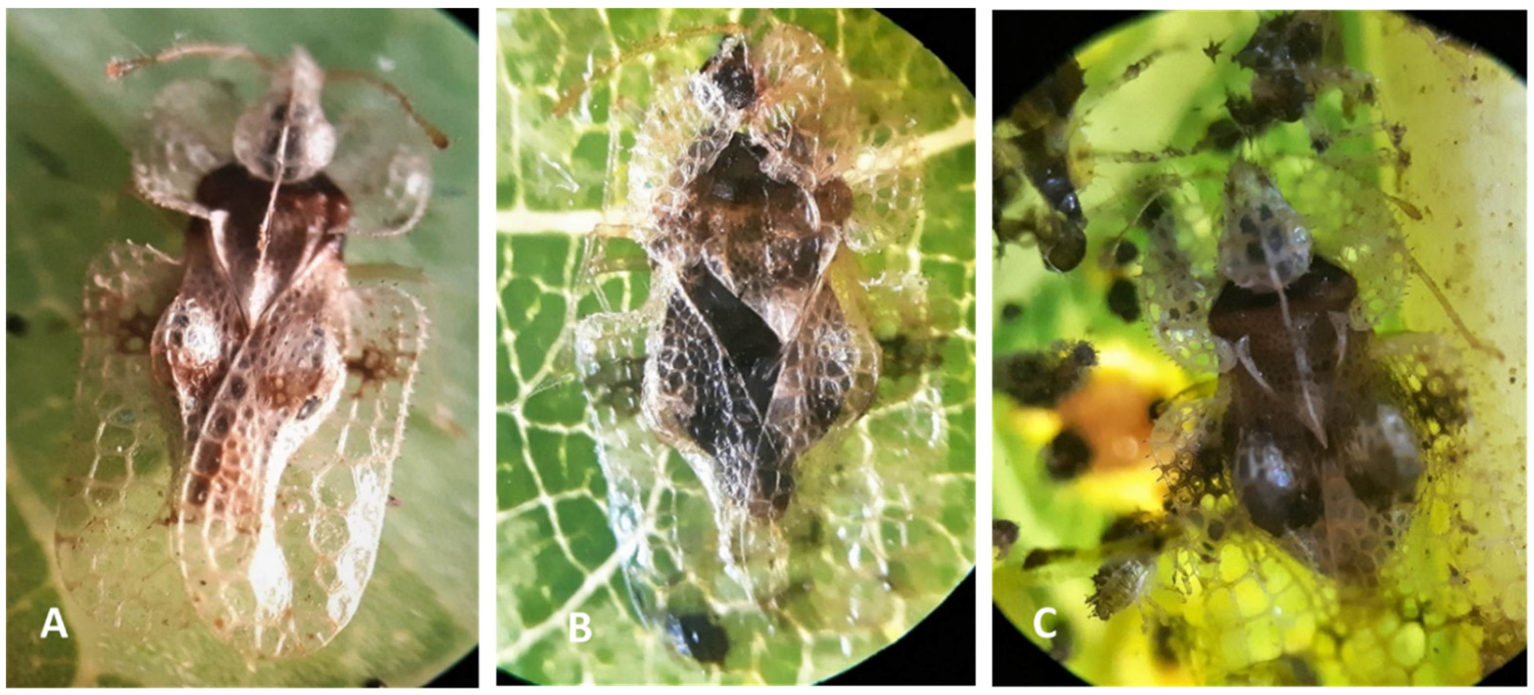 Forests 14 01278 g008