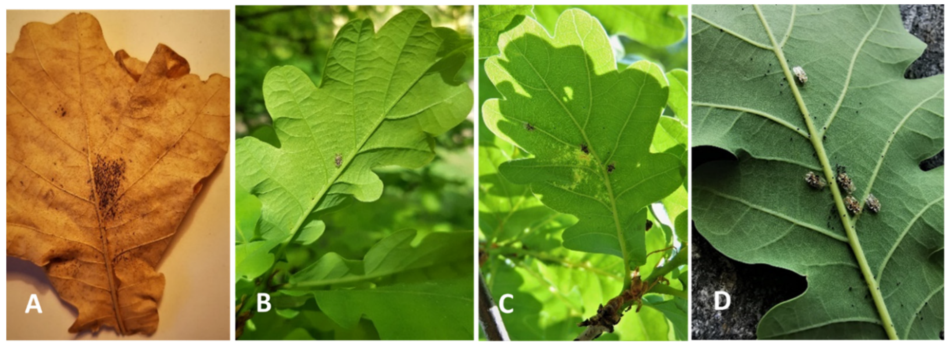 Forests 14 01278 g009