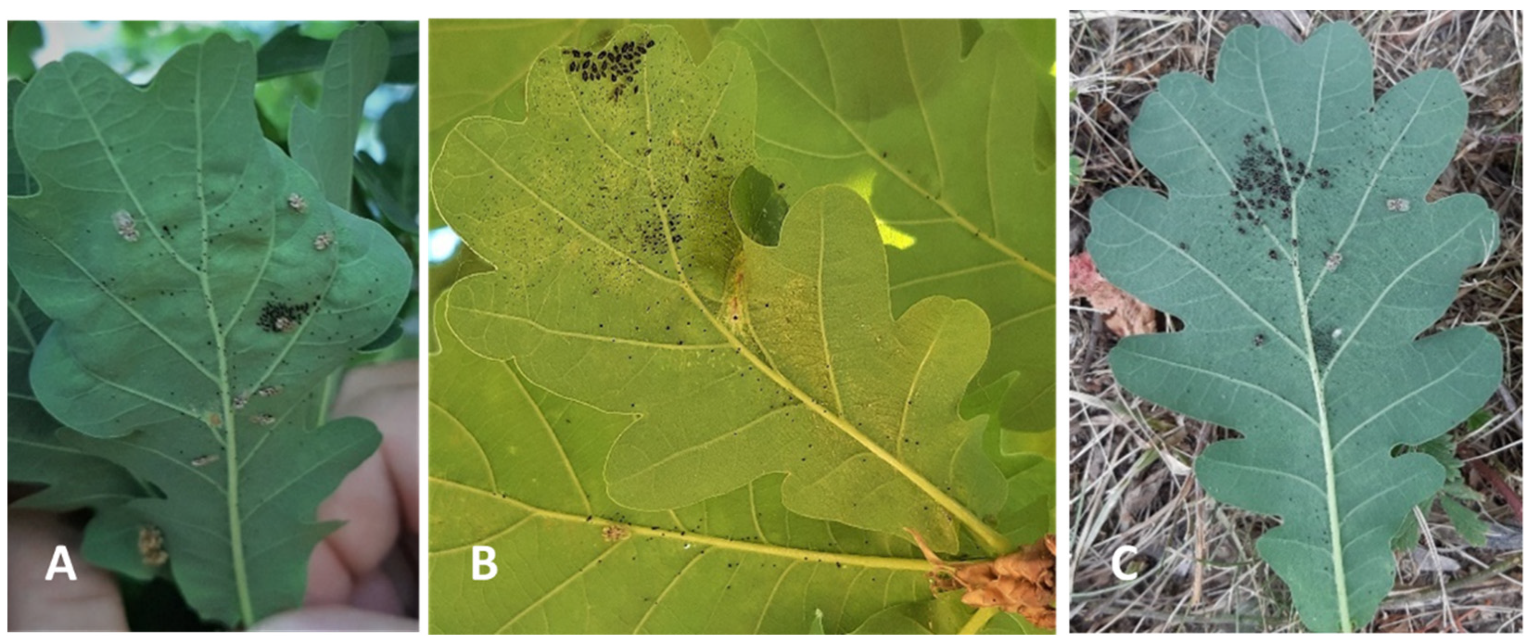 Forests 14 01278 g010