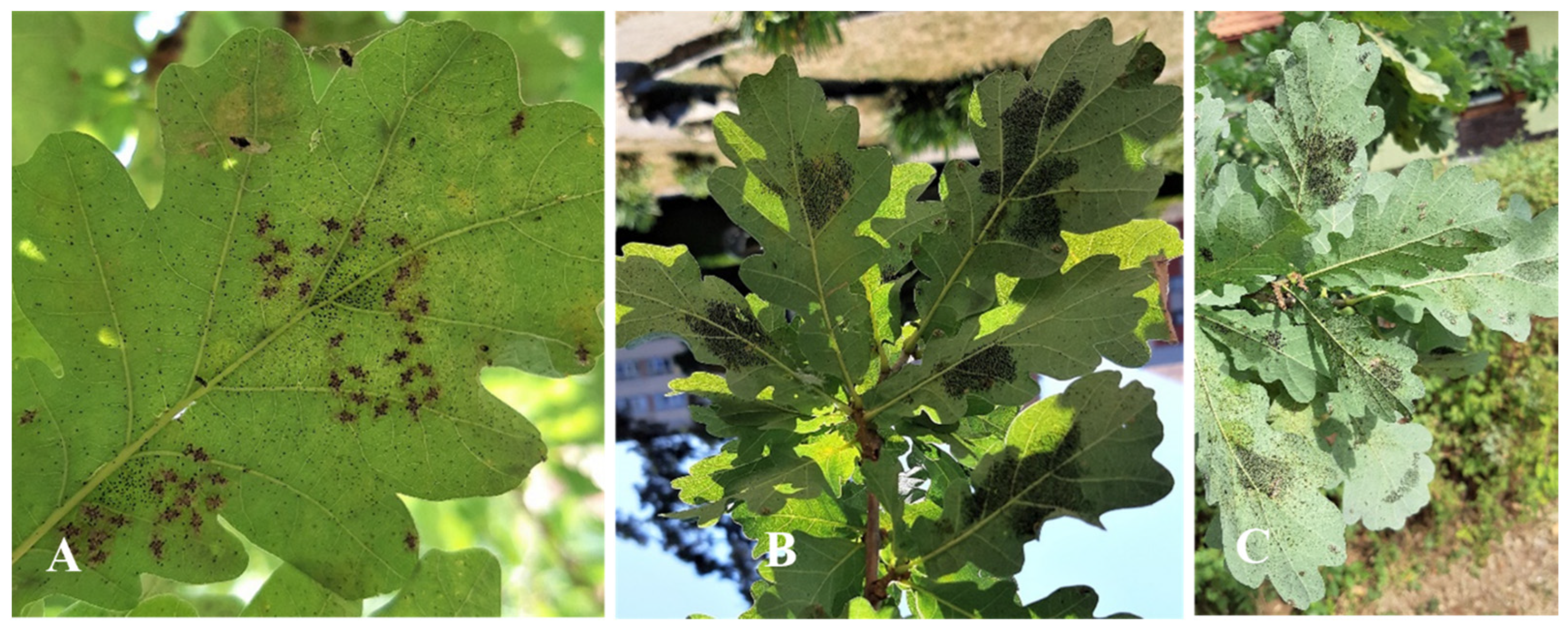 Forests 14 01278 g012