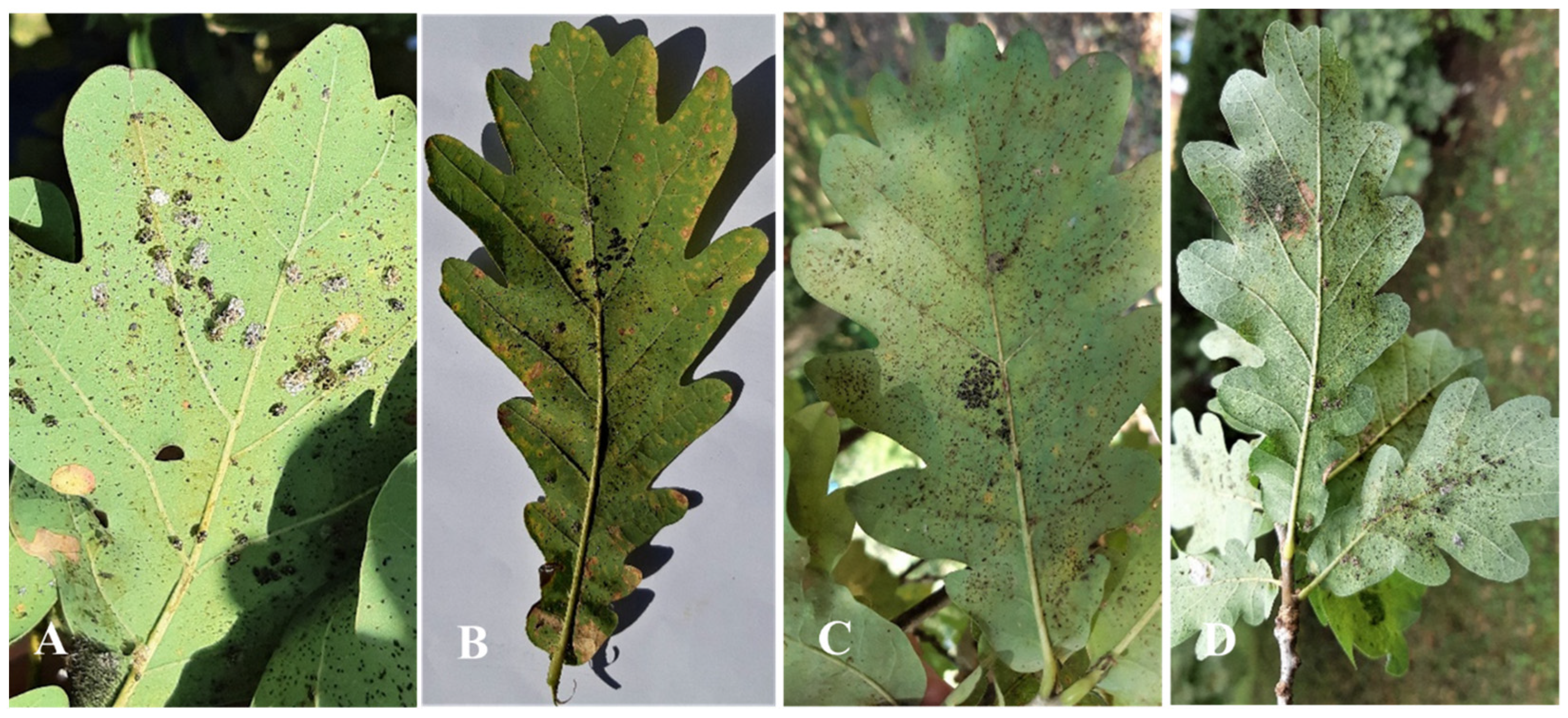 Forests 14 01278 g013