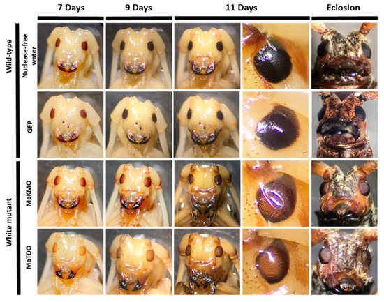Sex differences in the management of atherosclerotic
