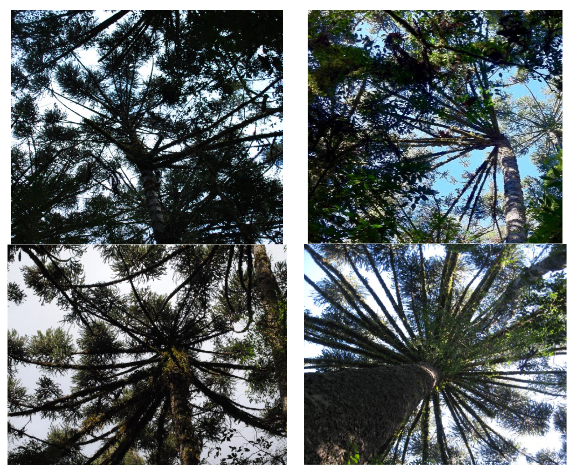 Forests 14 01285 g001