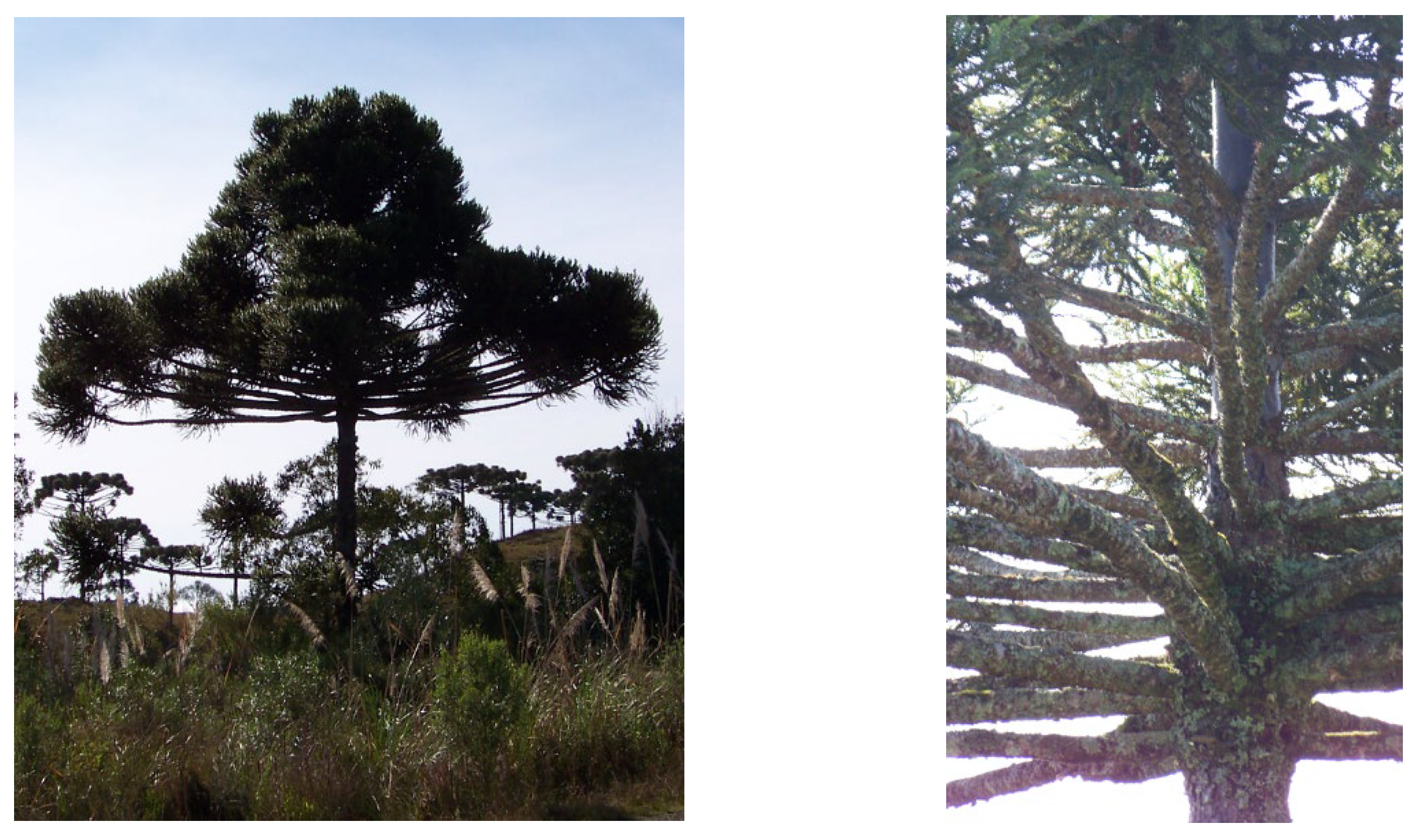 Forests 14 01285 g004