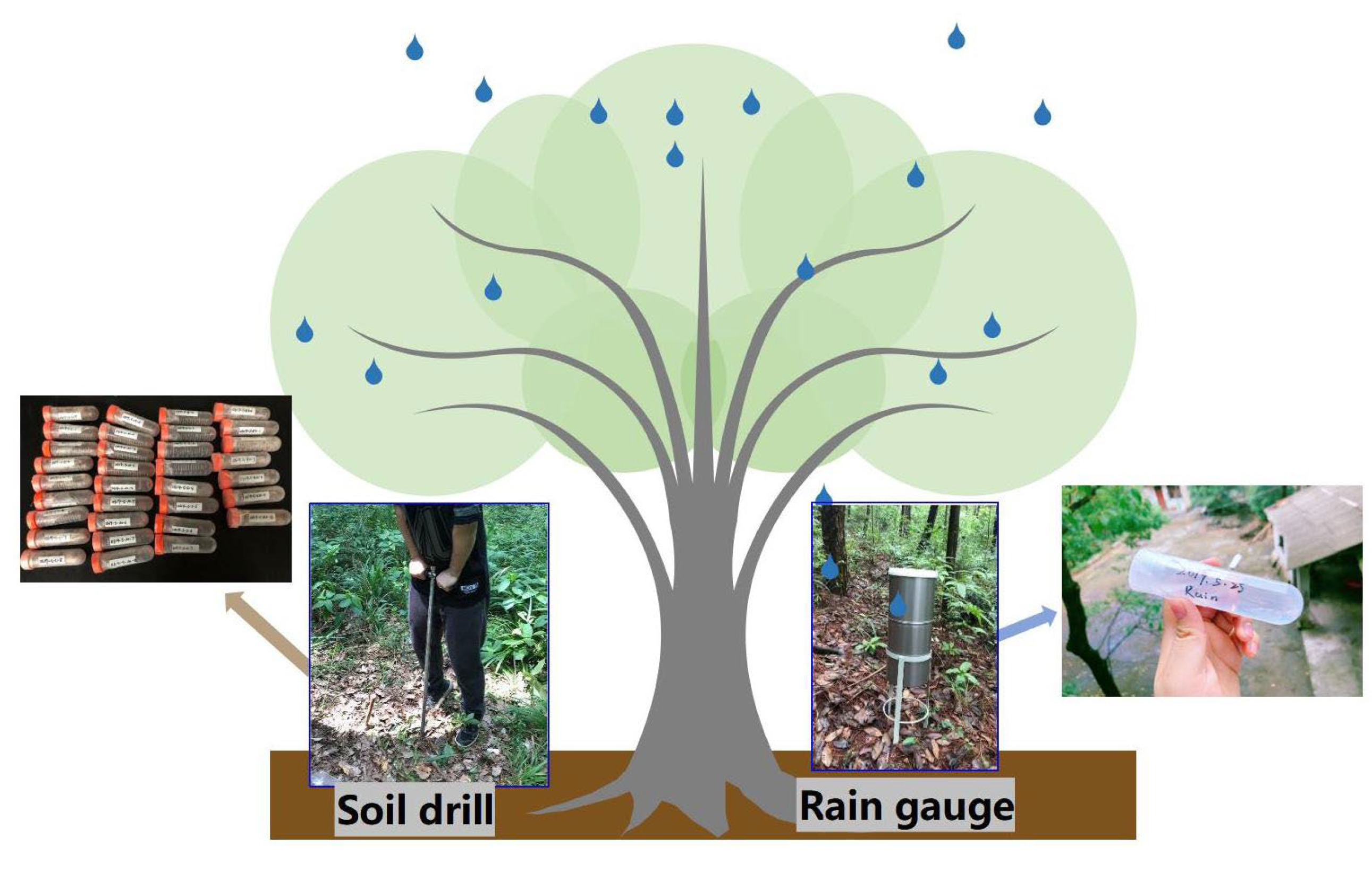 Forests 14 01296 g003