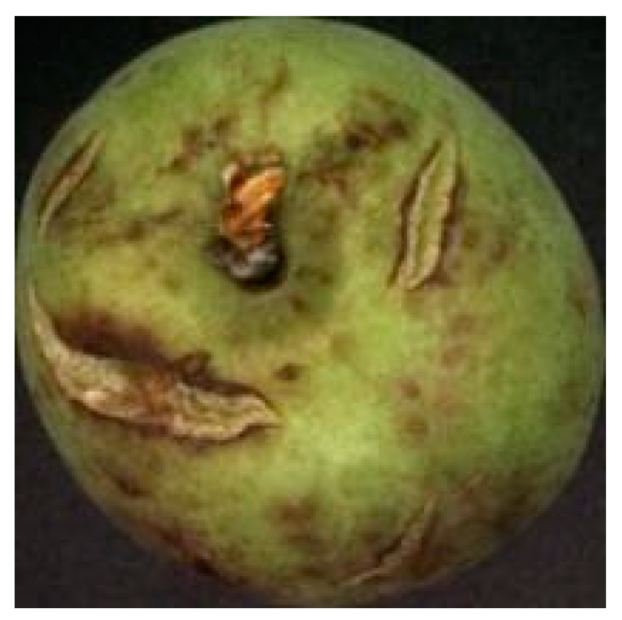 Forests 14 01323 g003