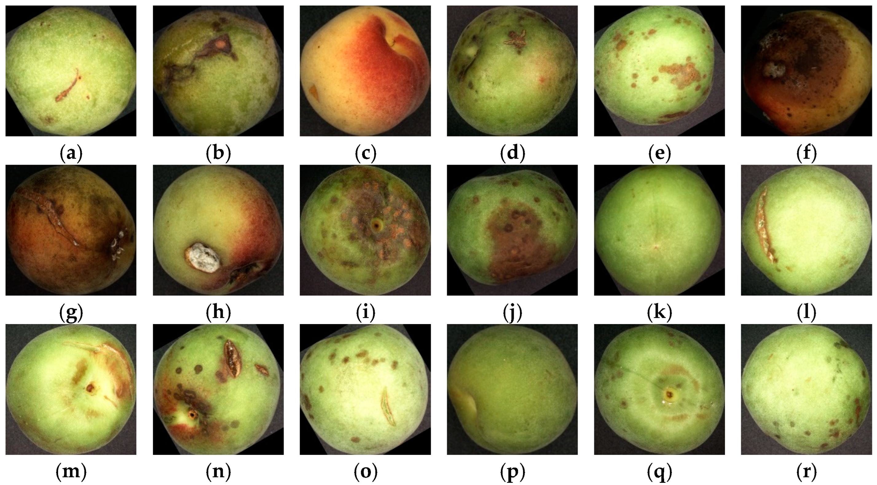 Forests 14 01323 g004