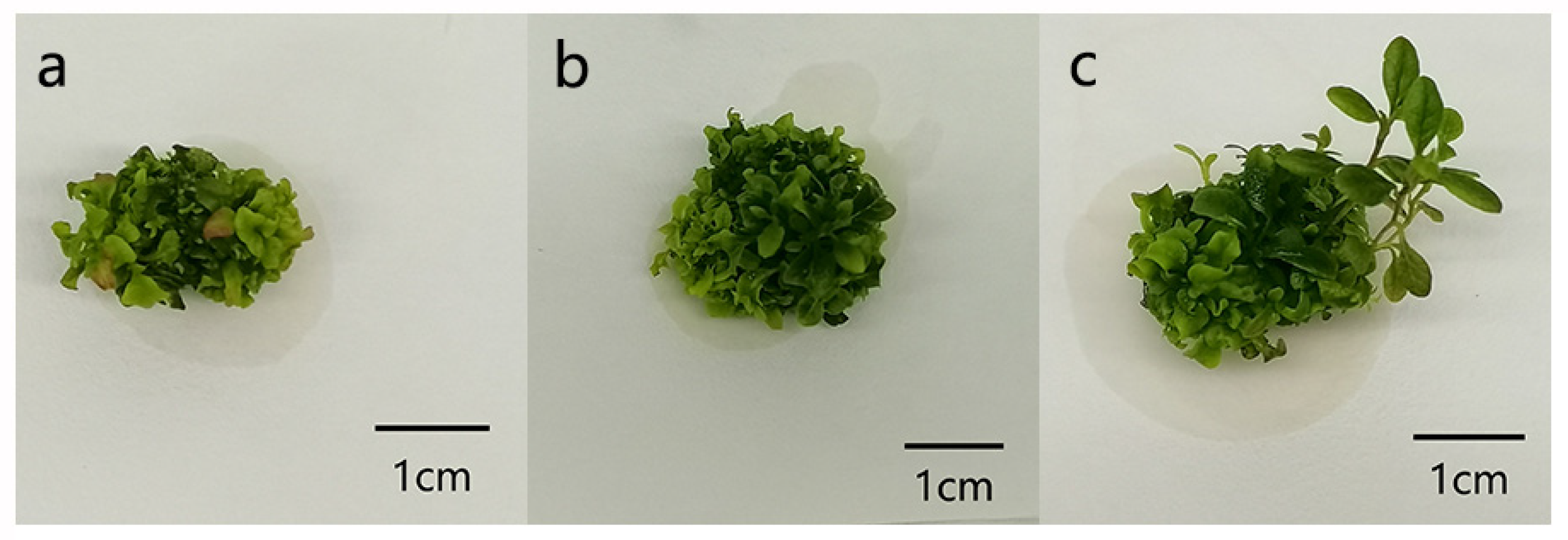 Forests 14 01335 g003 Forests 14 01335 g003