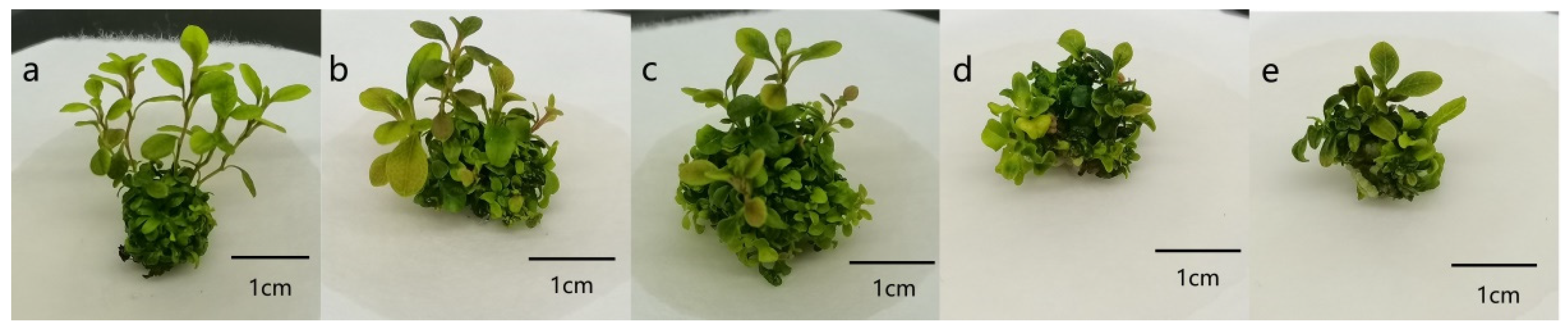 Forests 14 01335 g004 Forests 14 01335 g004