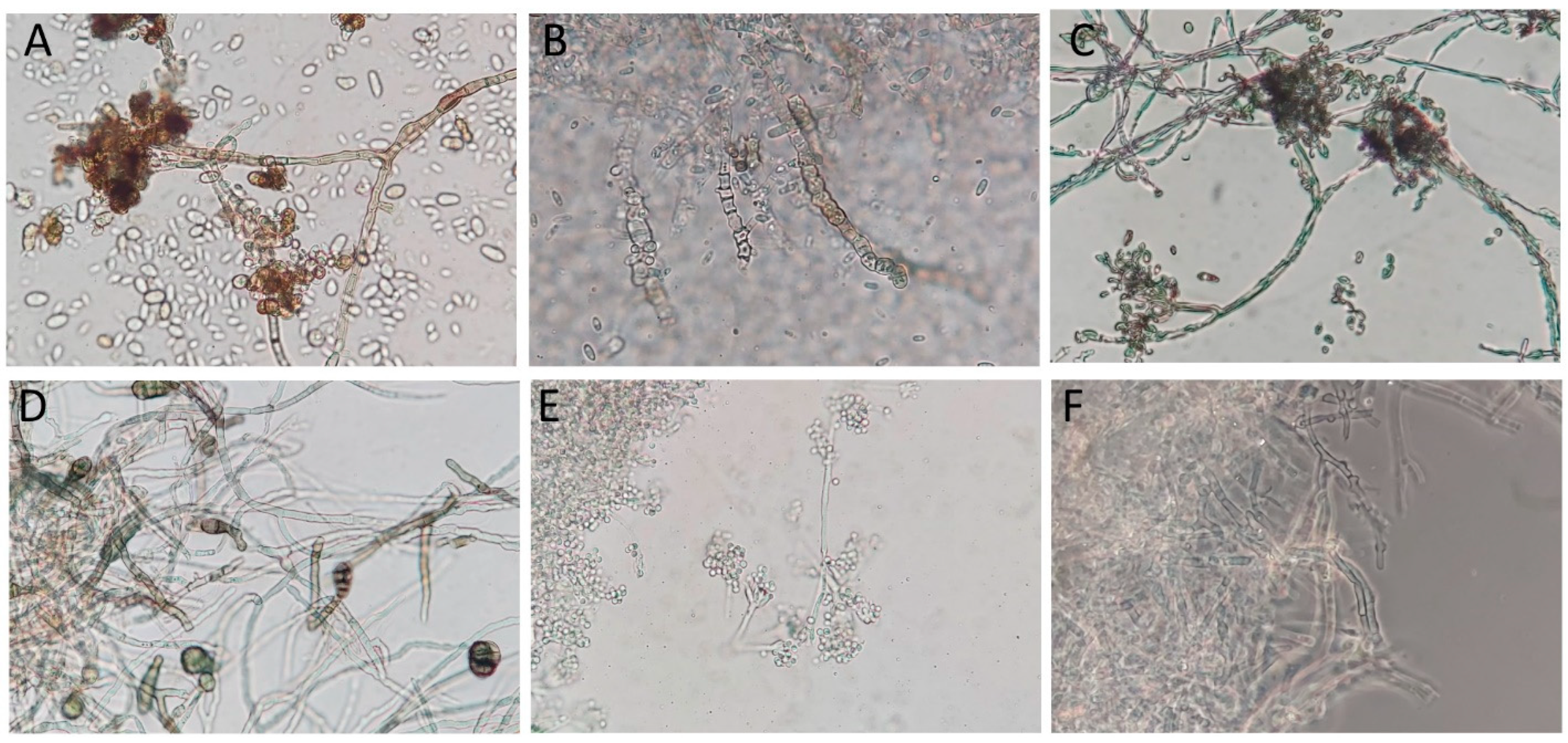 Forests 14 01338 g003 Forests 14 01338 g003