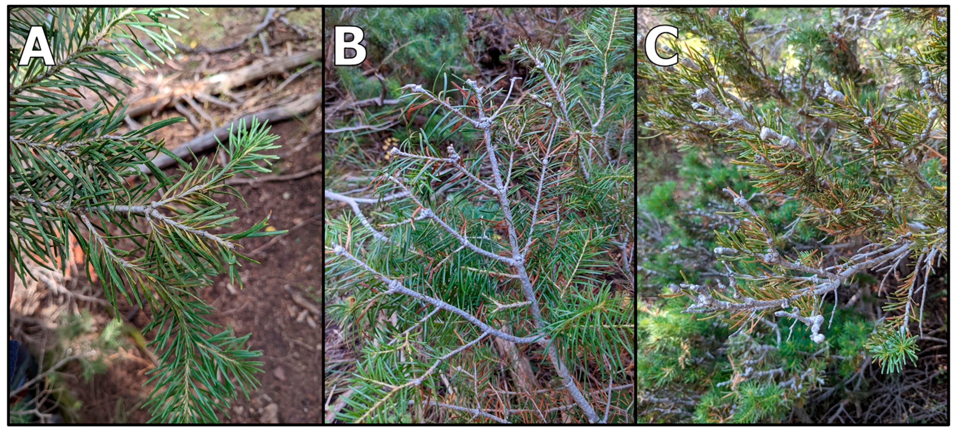 Forests 14 01357 g002