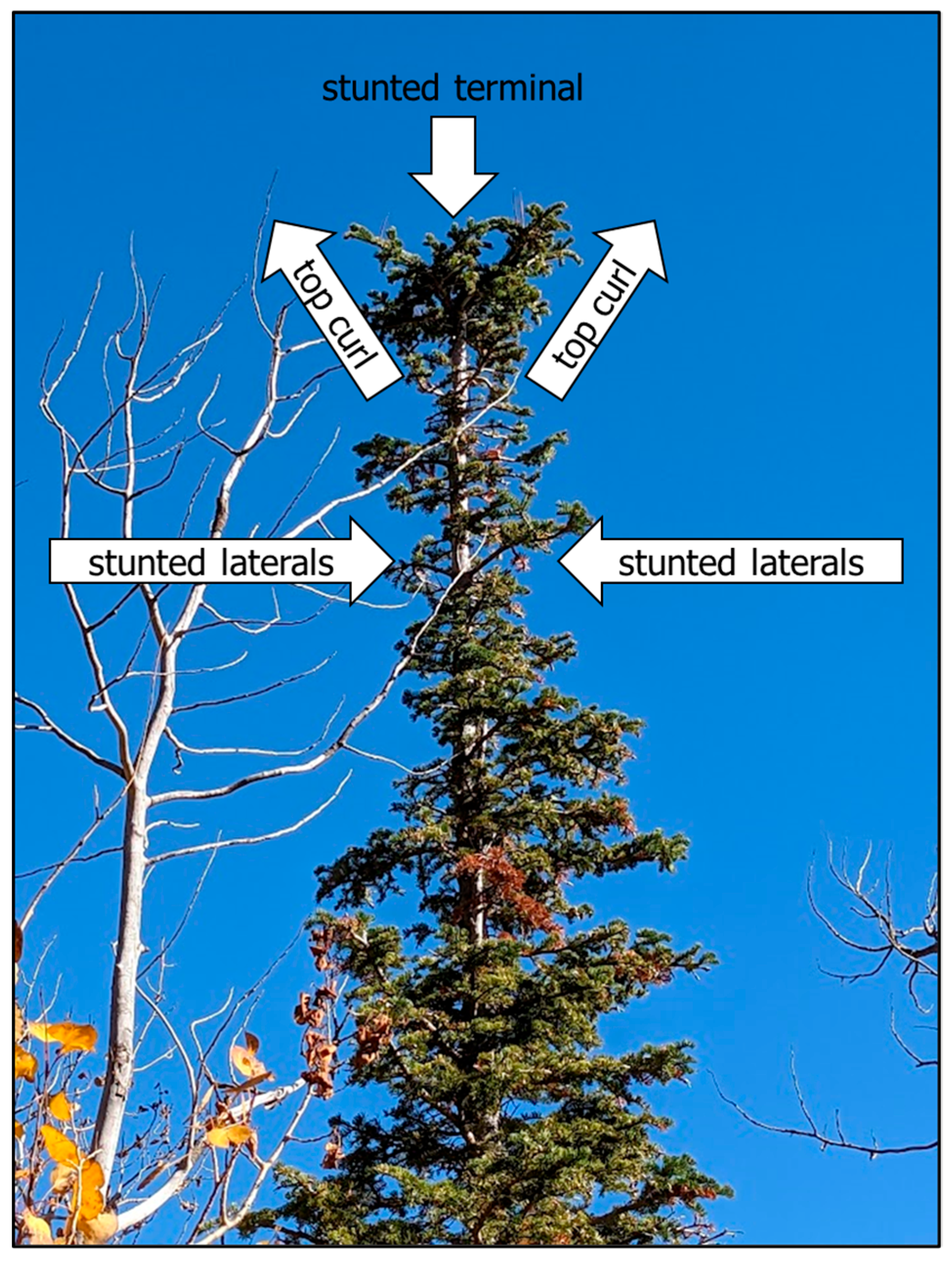 Forests 14 01357 g003