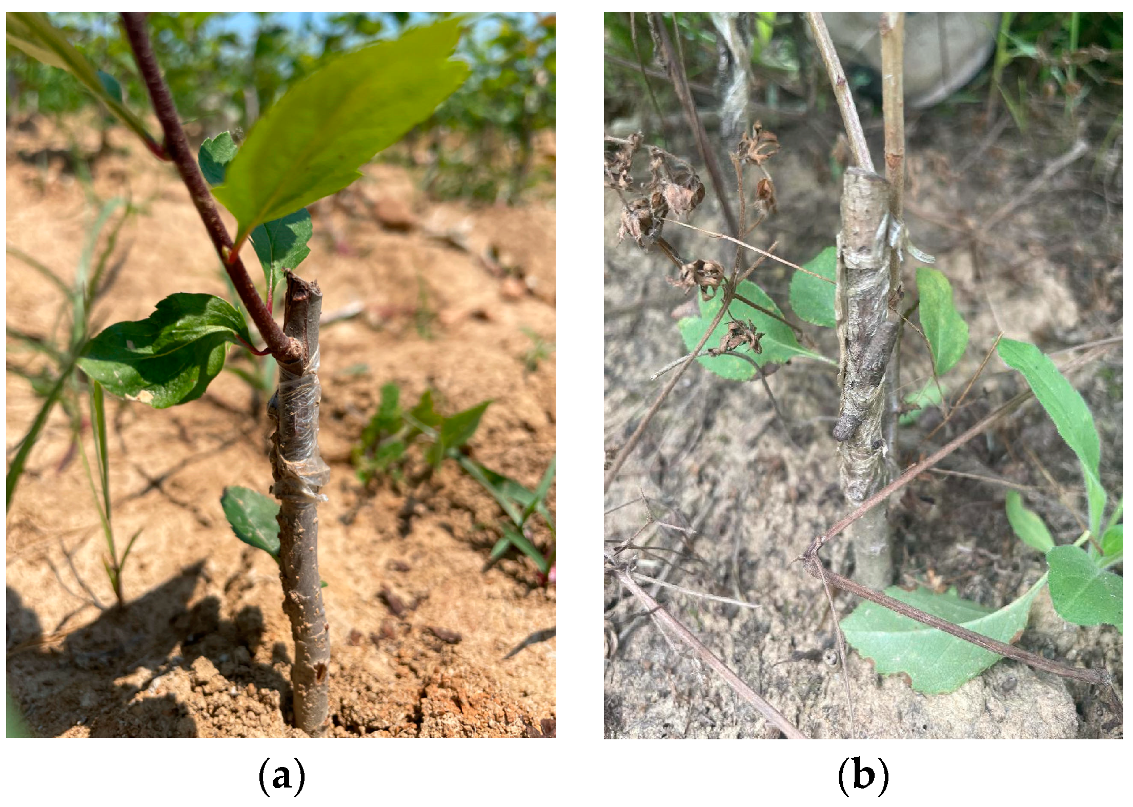 Forests 14 01362 g001