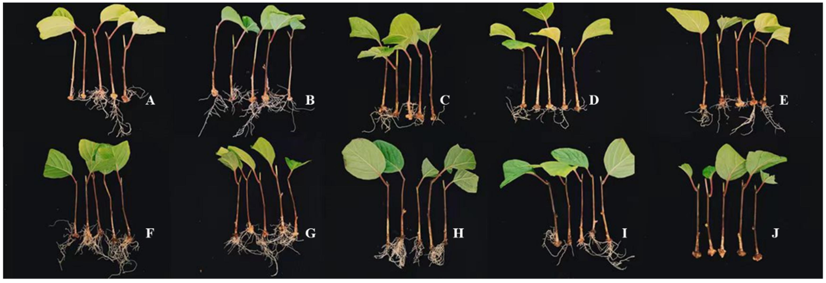 Forests 14 01365 g001 Forests 14 01365 g001