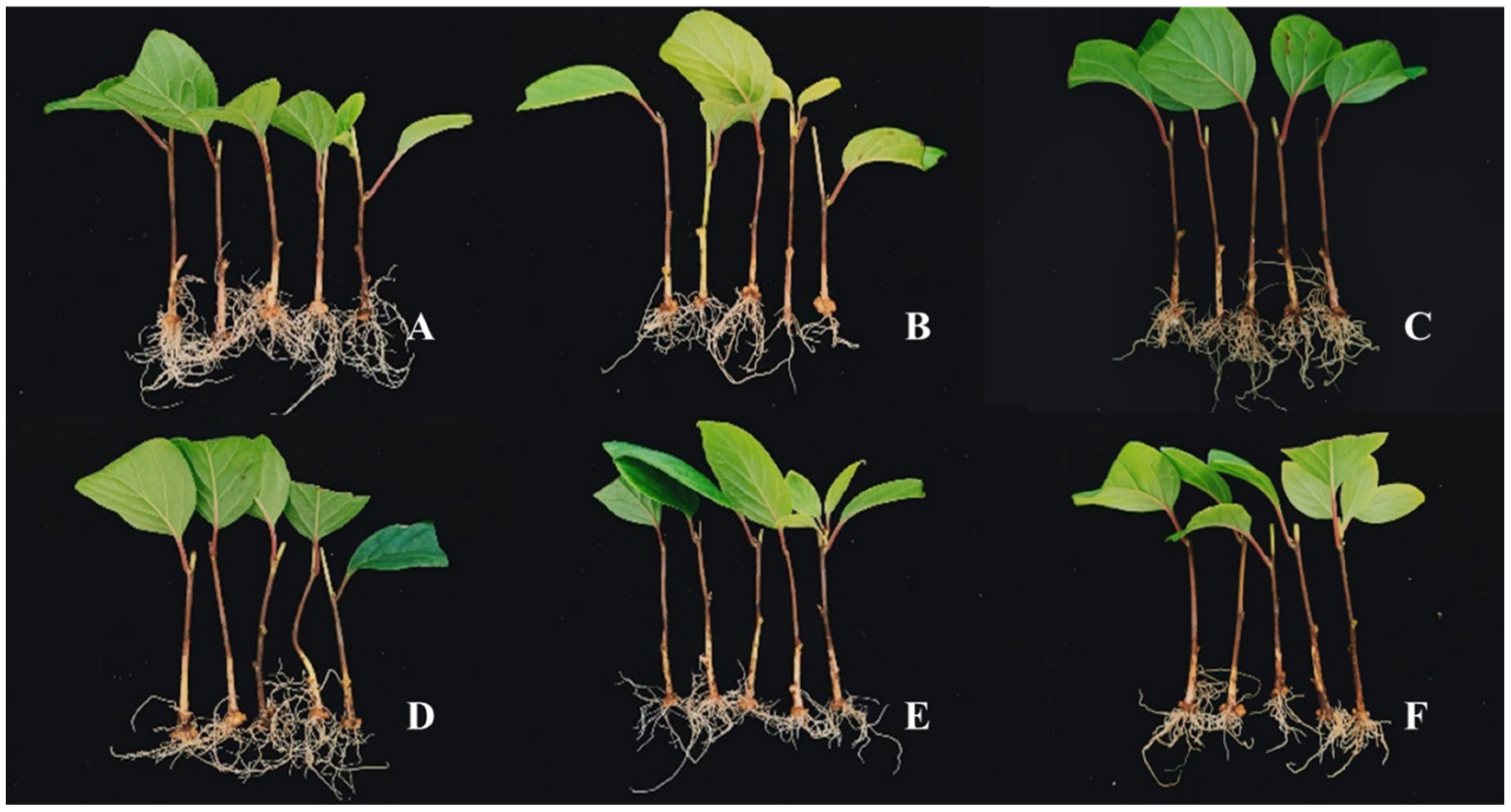 Forests 14 01365 g002 Forests 14 01365 g002