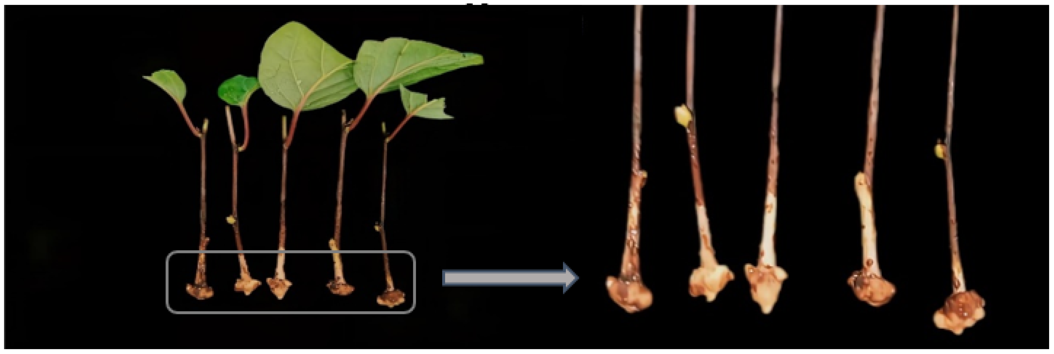 Forests 14 01365 g003 Forests 14 01365 g003