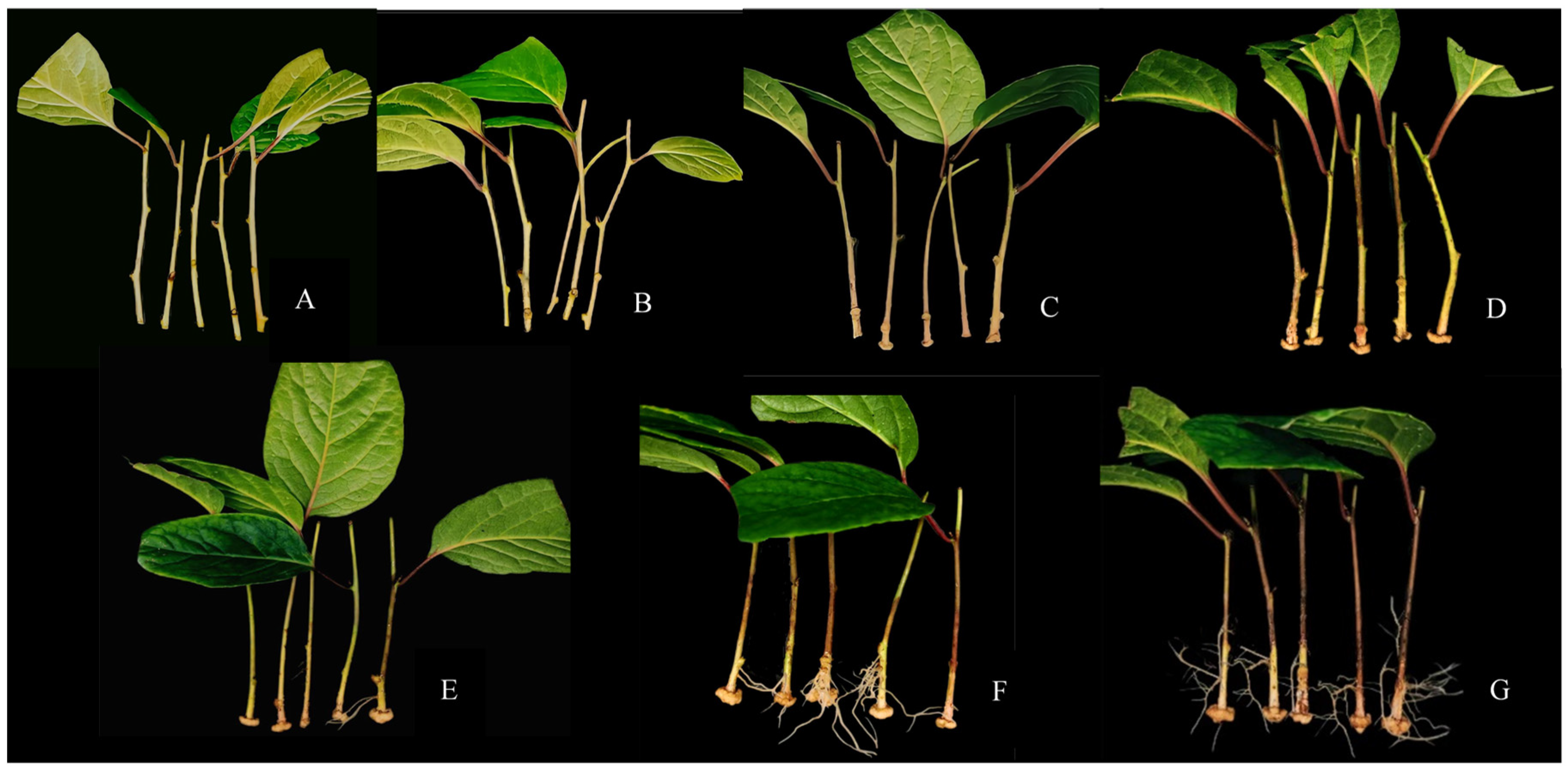 Forests 14 01365 g004 Forests 14 01365 g004